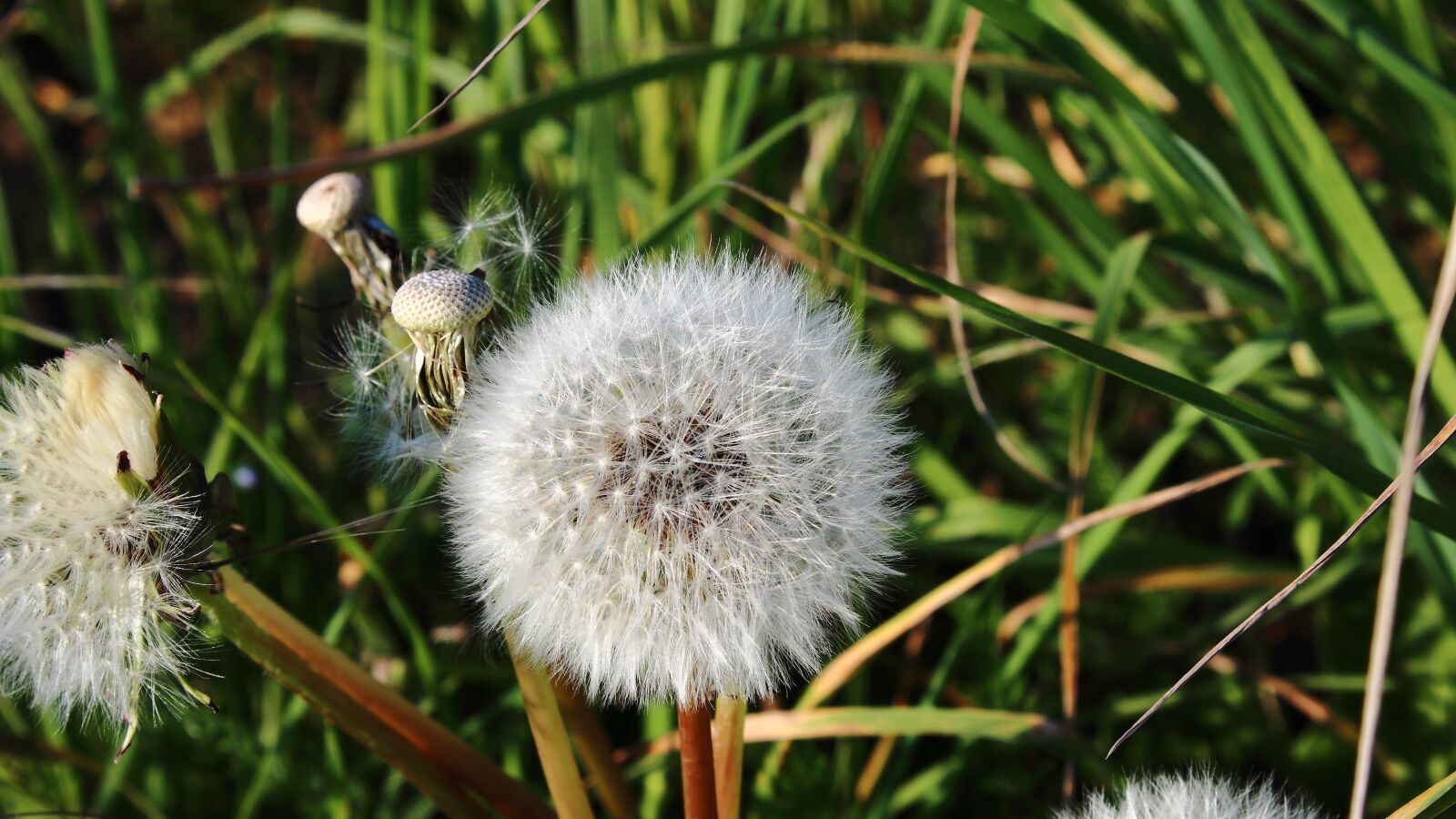 Canon EOS 1300D (EOS Rebel T6 / EOS Kiss X80) sample photo. Dandelion, plant, spring photography