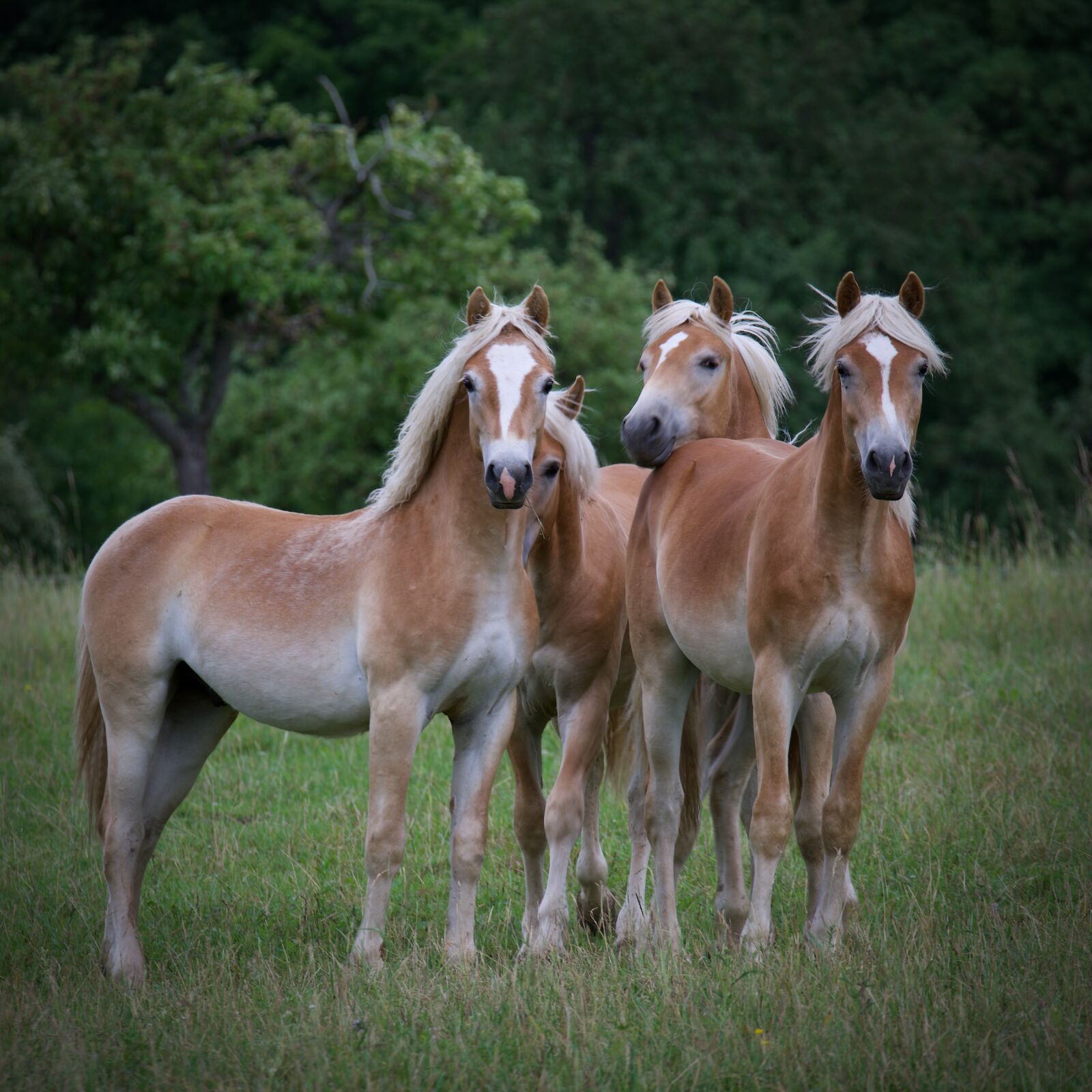 Nikon Z6 sample photo. Horses, pasture, brown photography