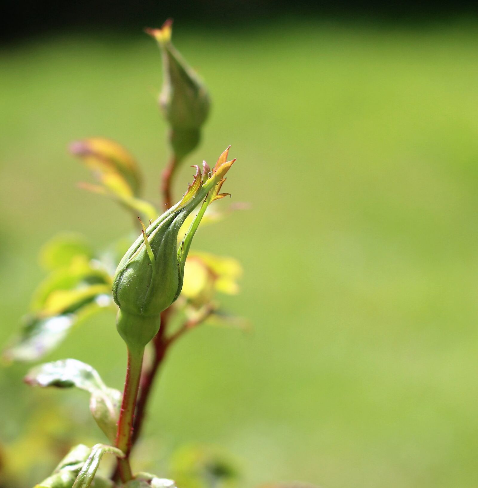 Canon EOS 100D (EOS Rebel SL1 / EOS Kiss X7) + Canon EF 50mm F1.8 II sample photo. Rose buds, buds, rose photography