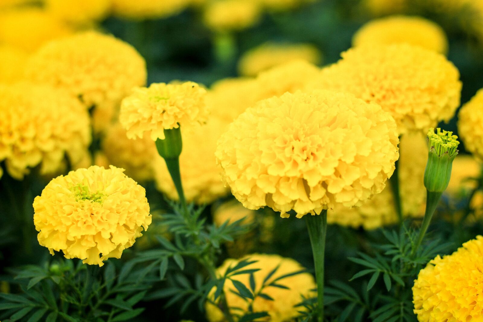 Canon EOS 700D (EOS Rebel T5i / EOS Kiss X7i) sample photo. Marigold, flowers, yellow flowers photography
