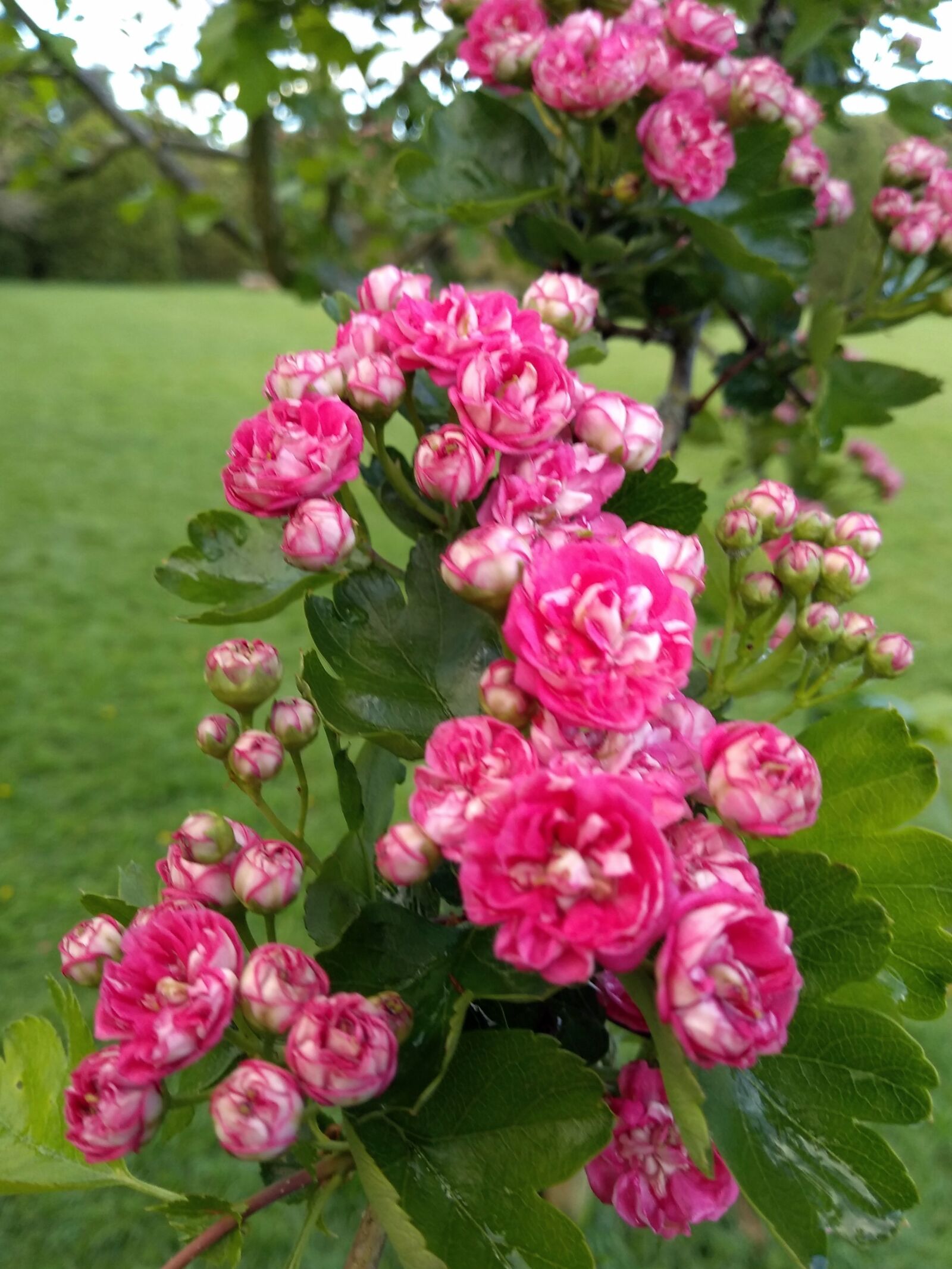 Motorola moto g(6) play sample photo. Pink, blossom, flower photography