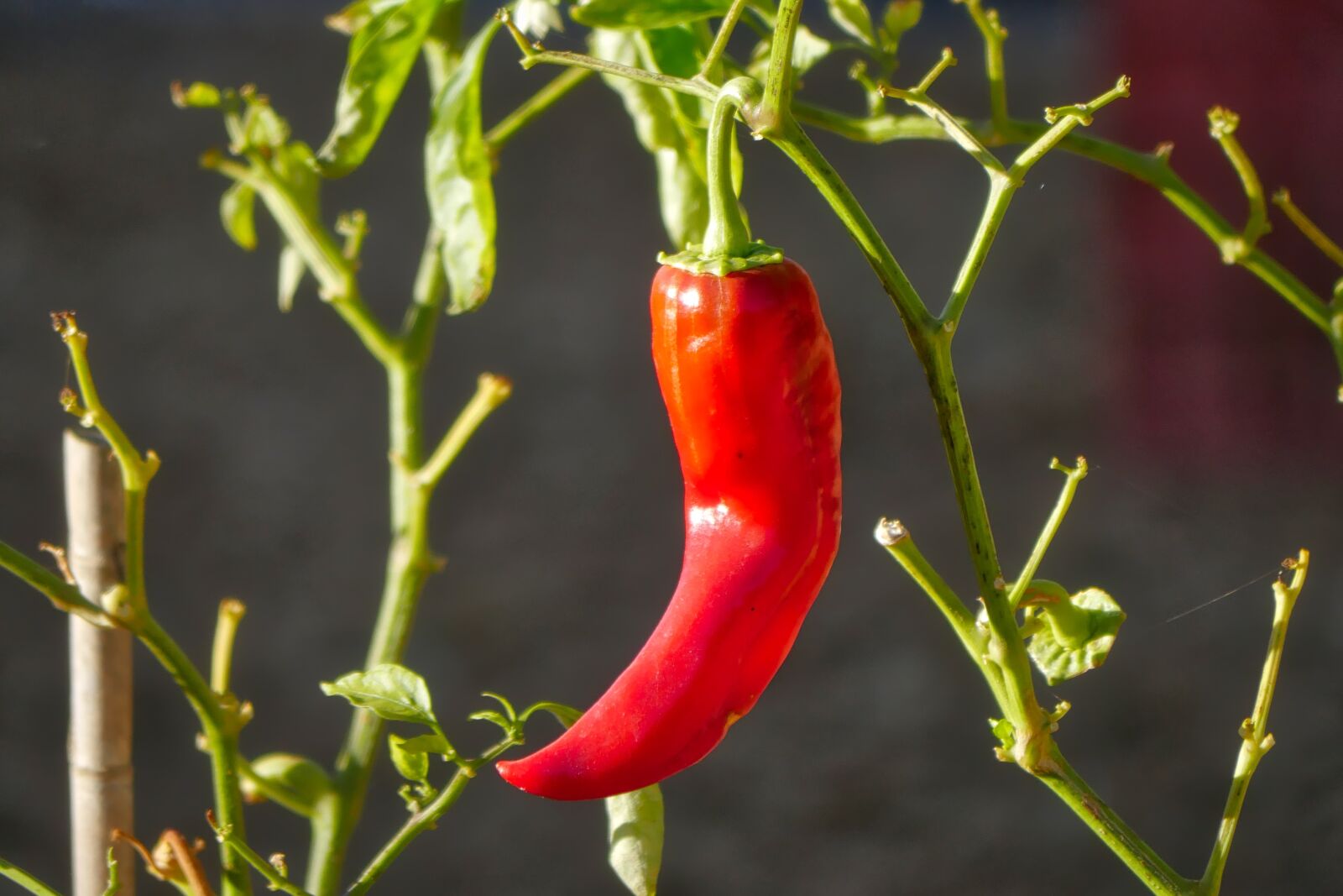 Panasonic Lumix DMC-GX8 sample photo. Food, vegetables, grow photography