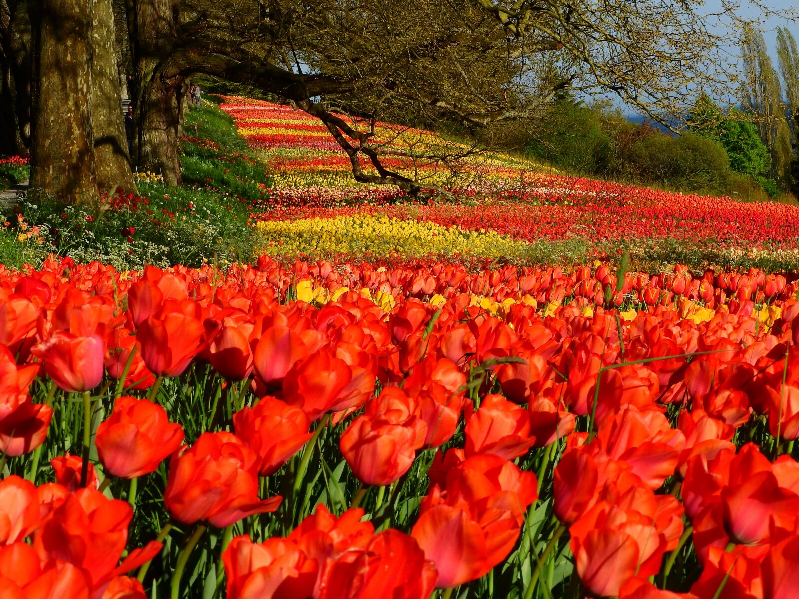 Nikon Coolpix P610 sample photo. Tulips, red, colorful photography