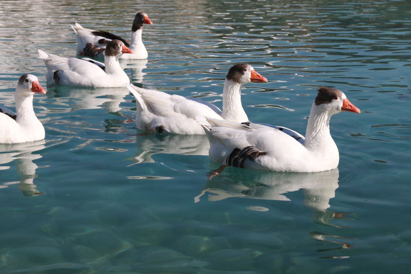 Canon EF-S 18-135mm F3.5-5.6 IS sample photo. Duck, marine, bird photography
