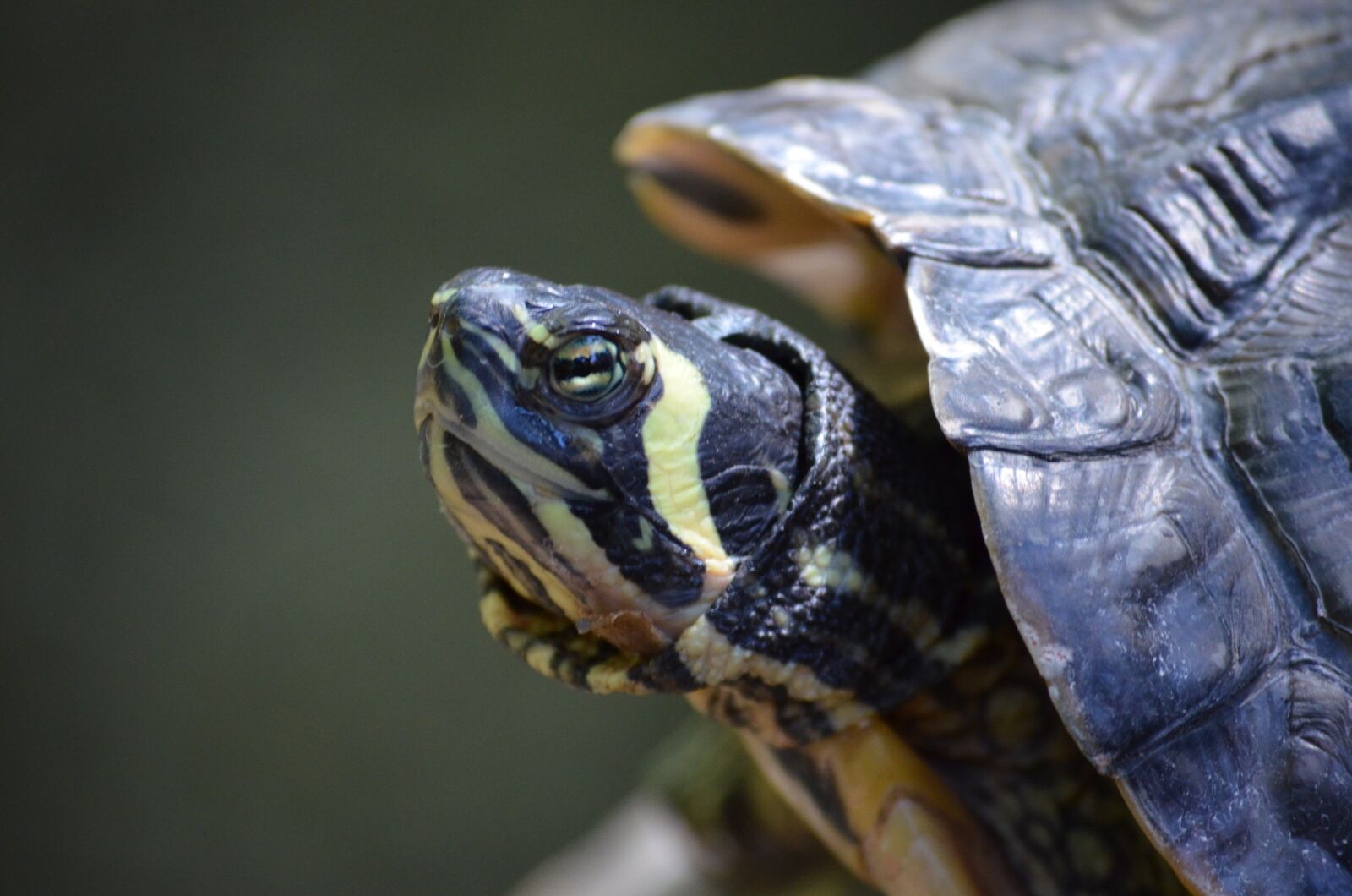 Nikon D5100 sample photo. Turtle, zoom, first floor photography