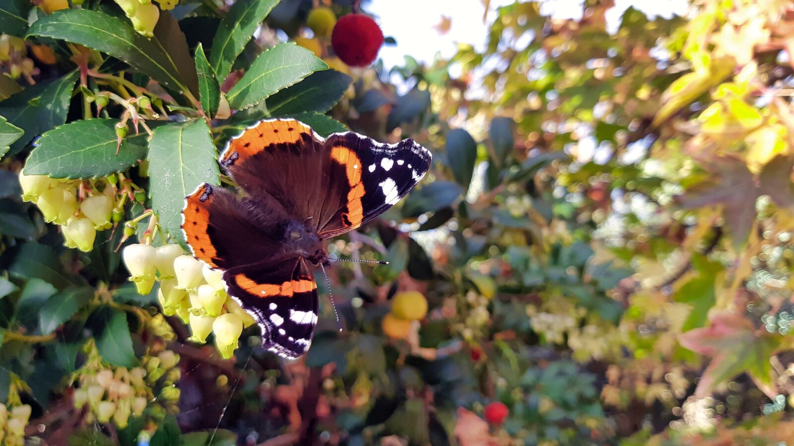 Samsung Galaxy A8(2018) sample photo. Butterfly, insect, nature photography