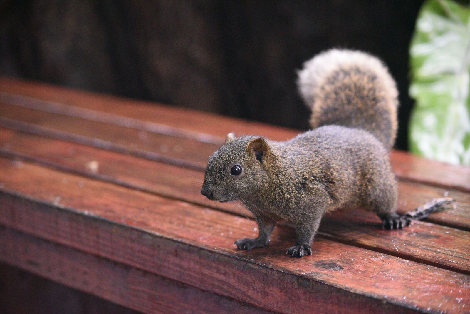 Nikon D750 sample photo. Mammal, wood, nature photography