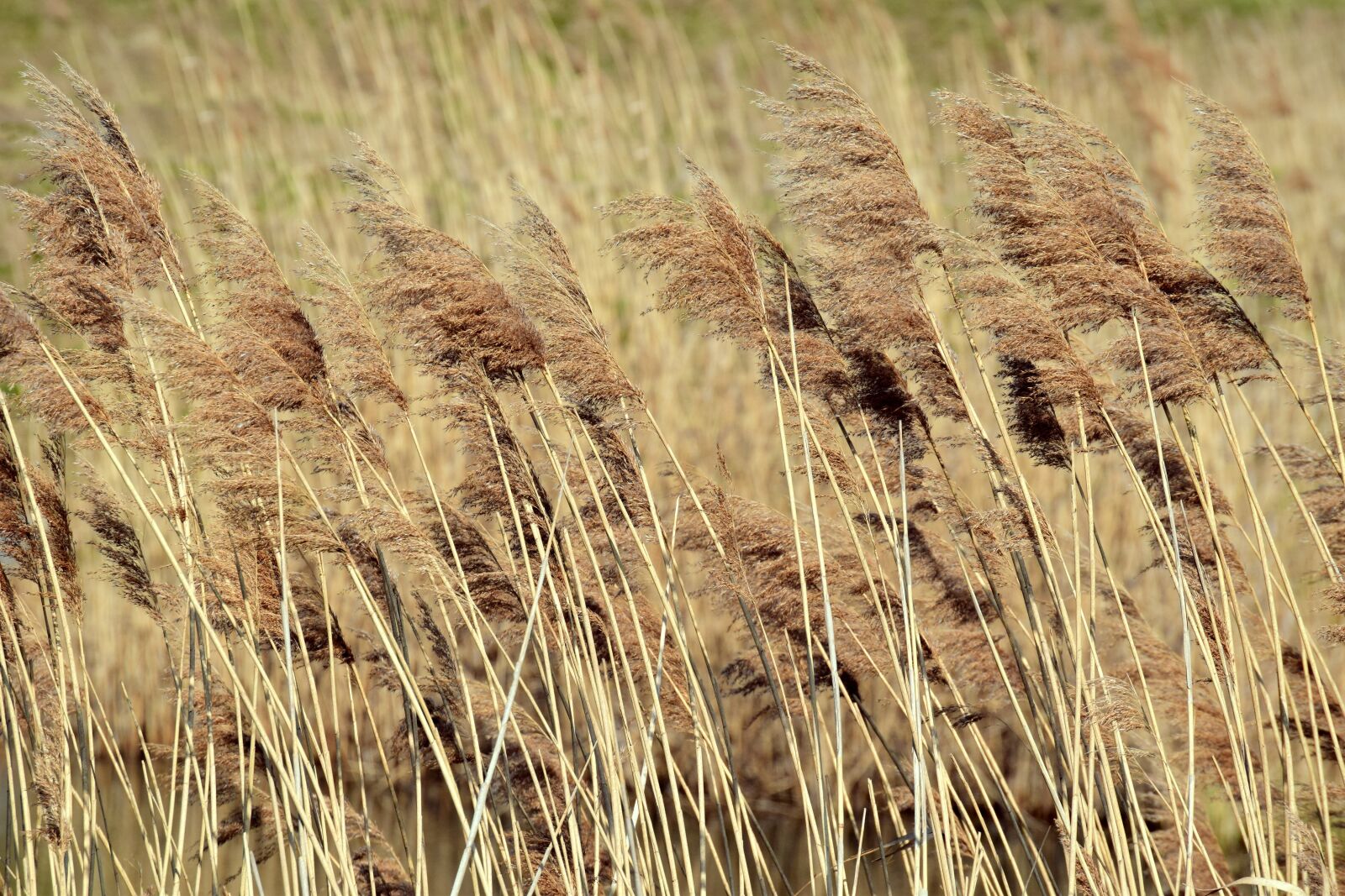 Nikon D3300 sample photo. Reed, dry, blow photography