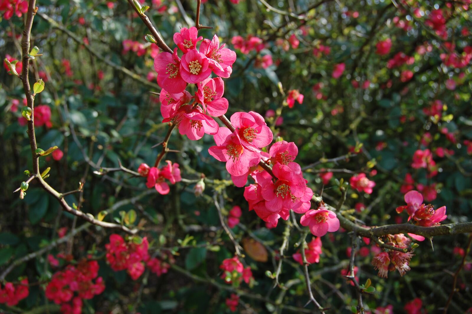 Nikon D40 sample photo. Flowers, red, pink photography