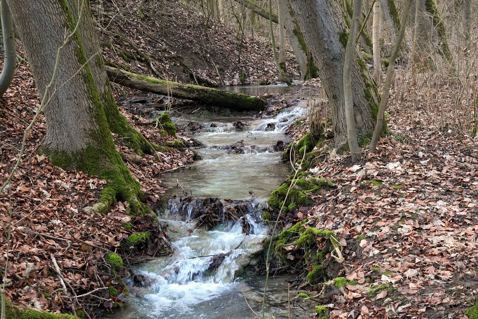 Nikon D3300 sample photo. Creek, forest, nature photography