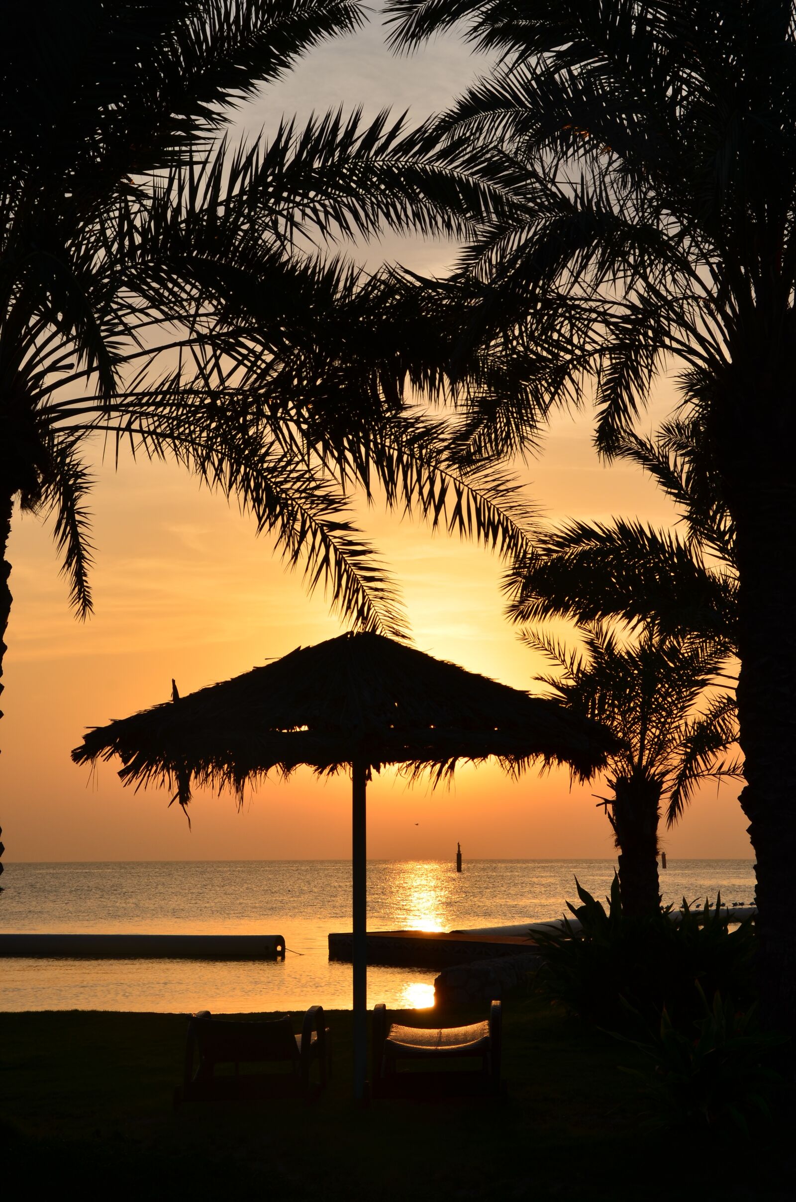 Nikon D7000 sample photo. Palm, dawn, landscape photography