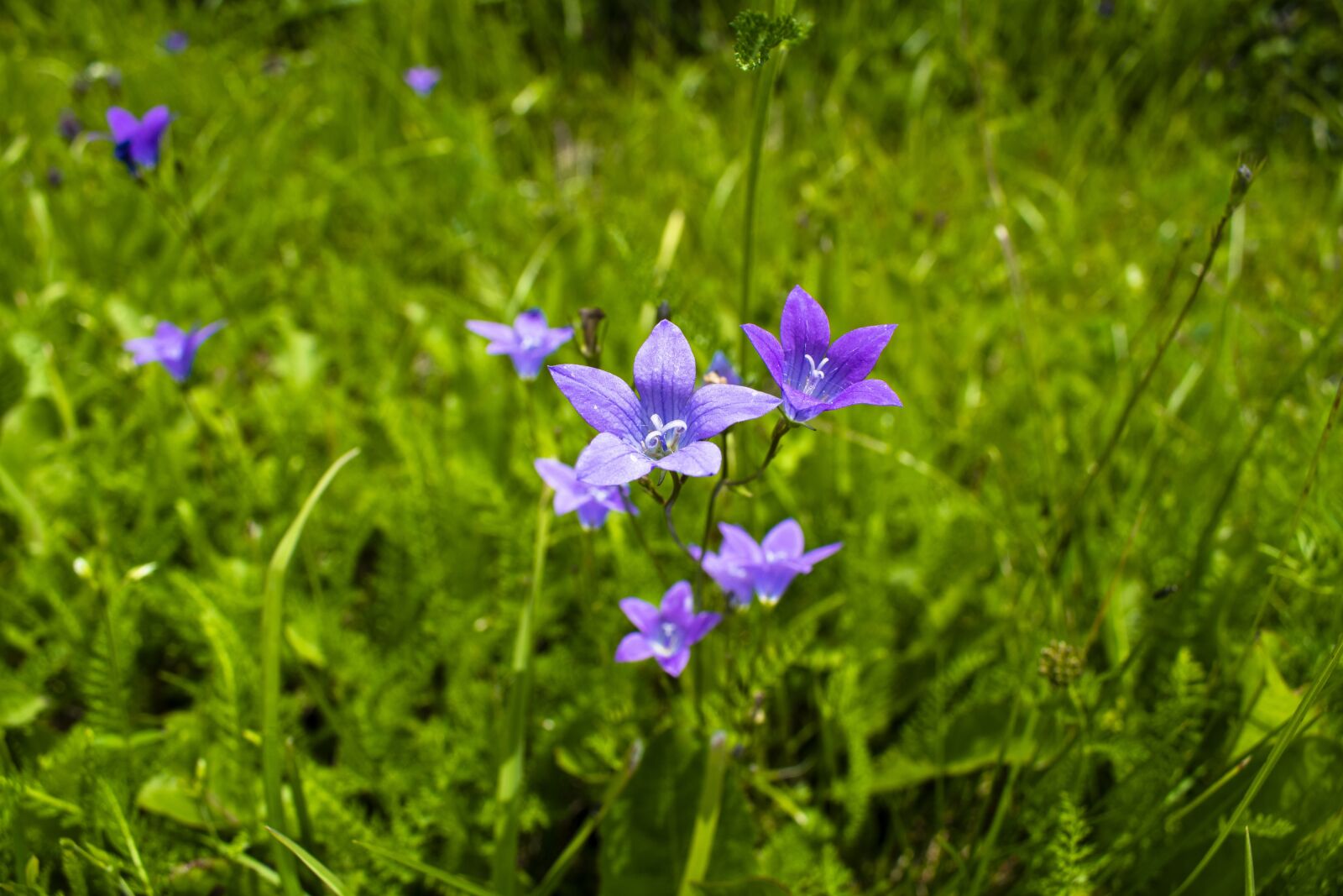 Nikon D3500 sample photo. Flower, bell, bloom photography