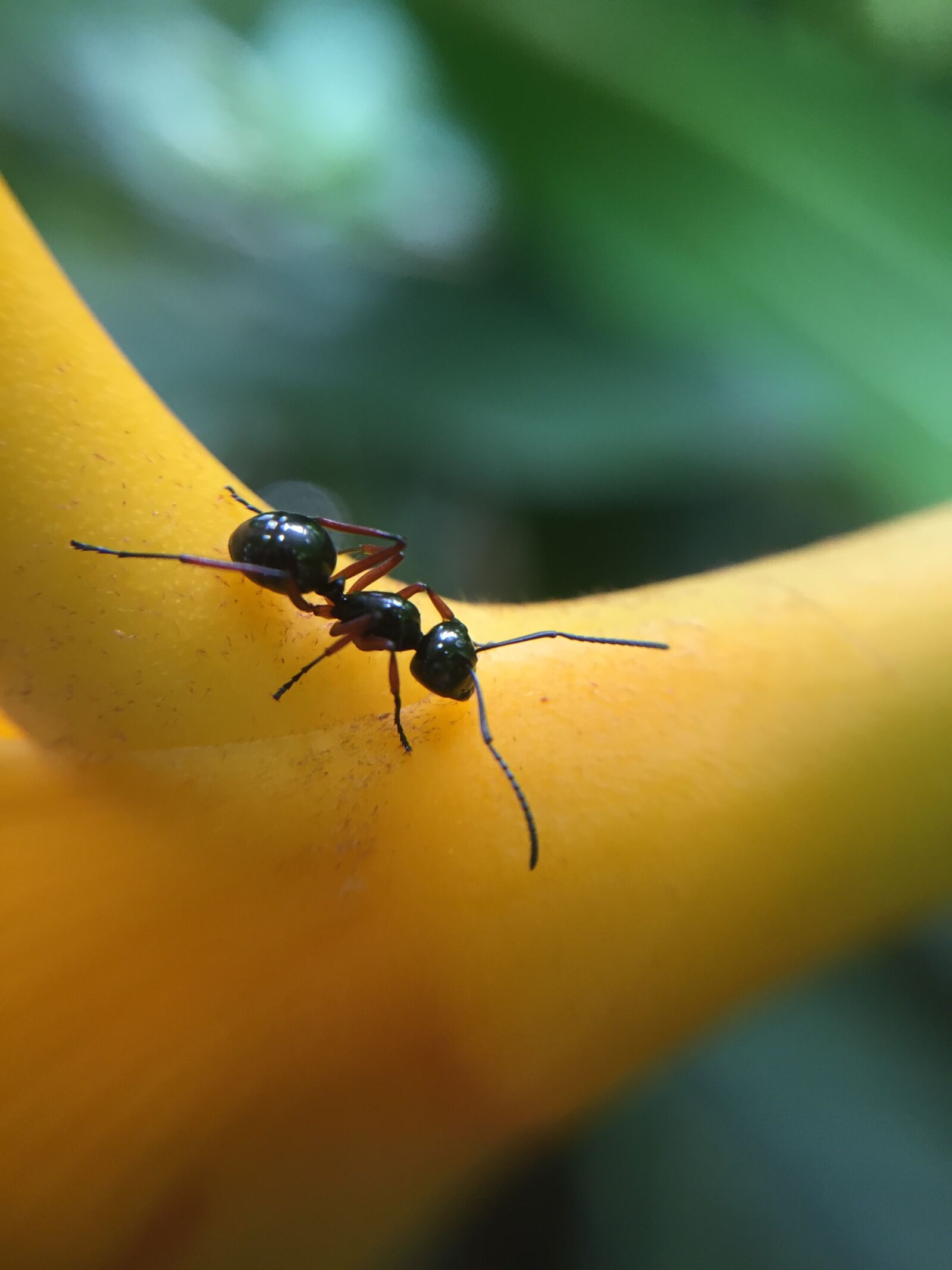 iPhone 6 back camera 4.15mm f/2.2 sample photo. Ant, orange, birds of photography