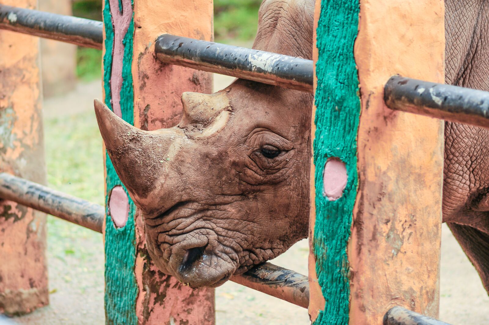 Nikon D90 sample photo. Animal, rhino, zoo photography