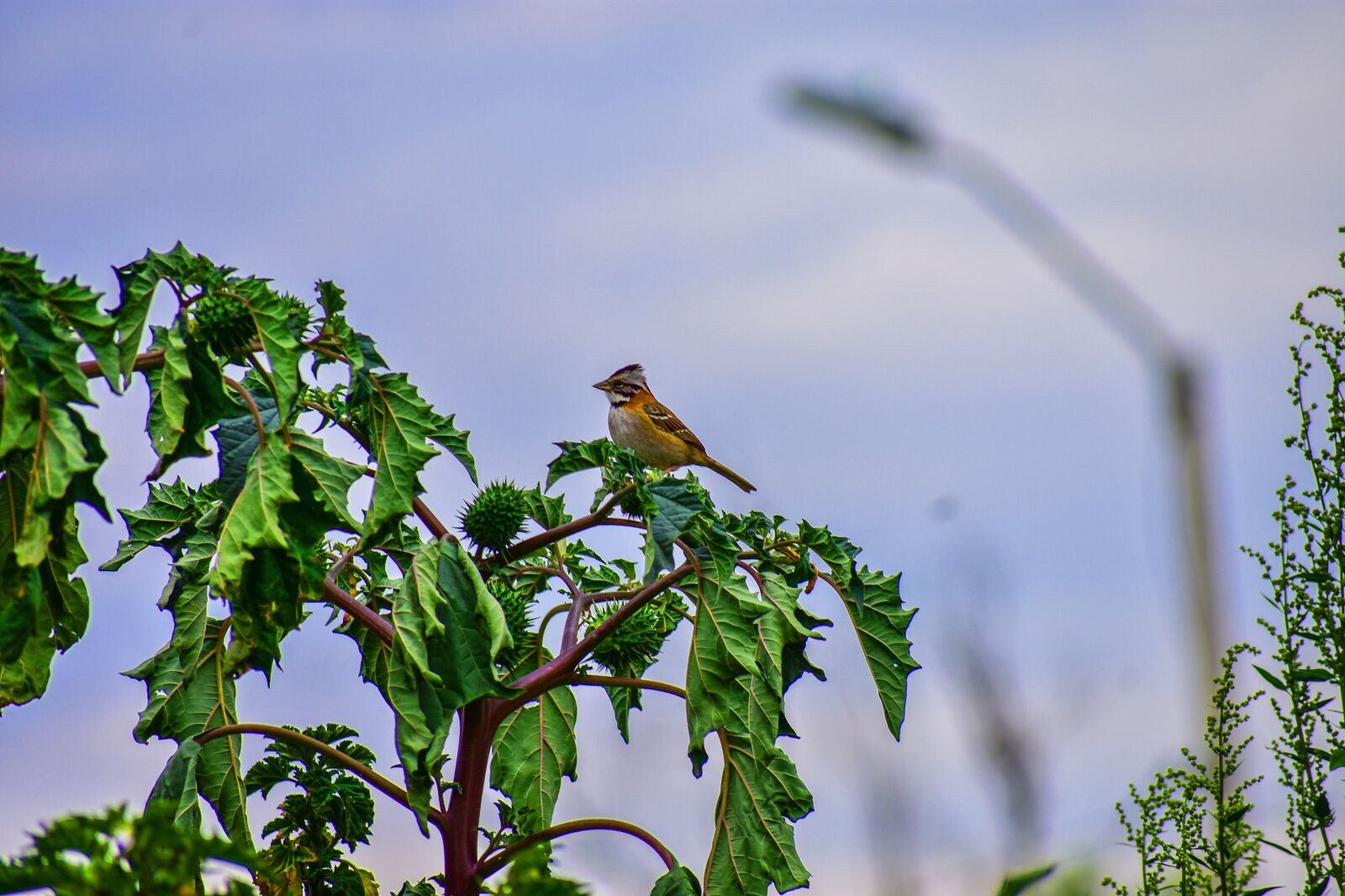 Nikon D3400 sample photo. Bird, ave, nature photography