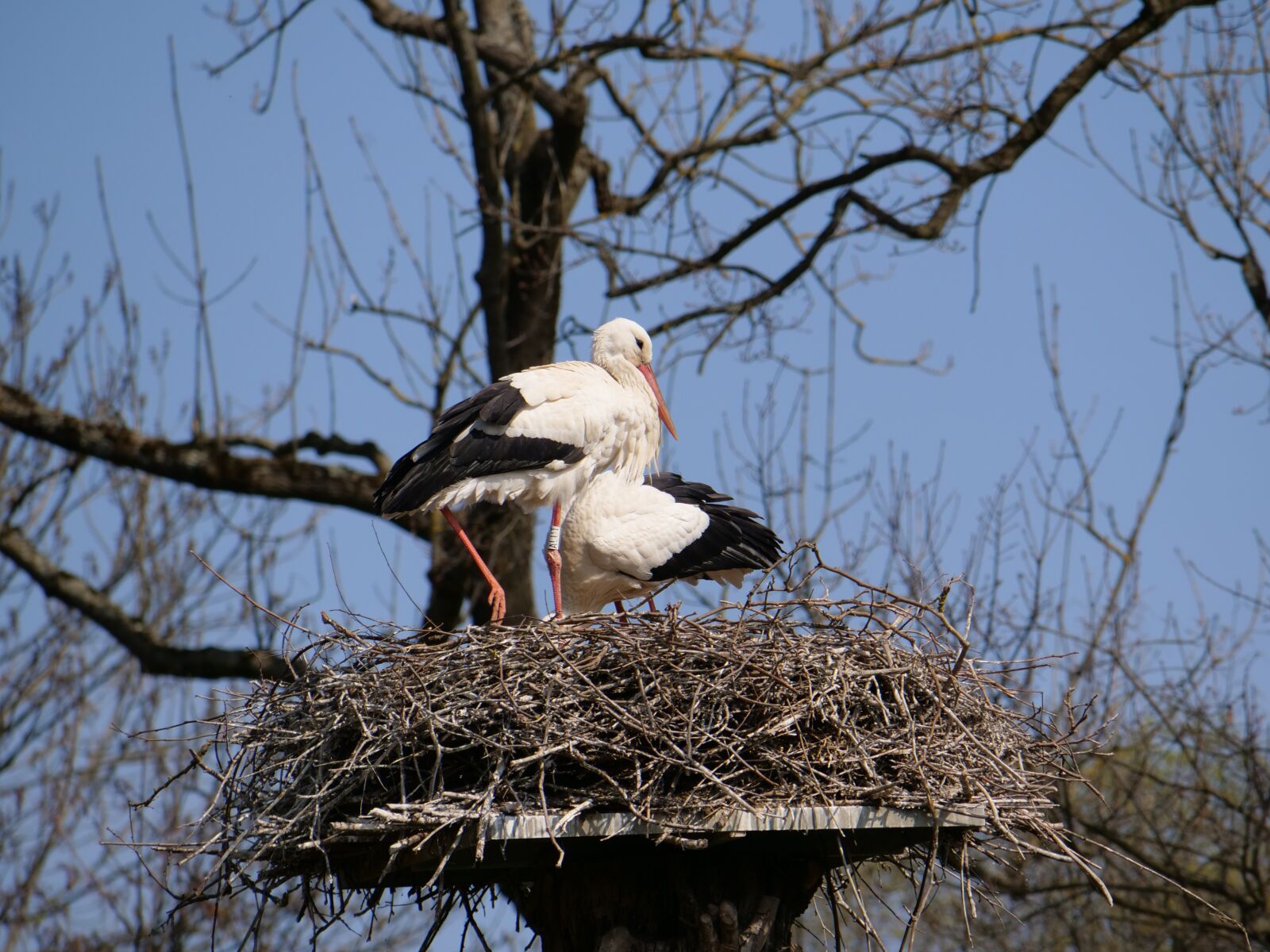 Panasonic Lumix DC-GH5 sample photo. Stork, nest, pair photography
