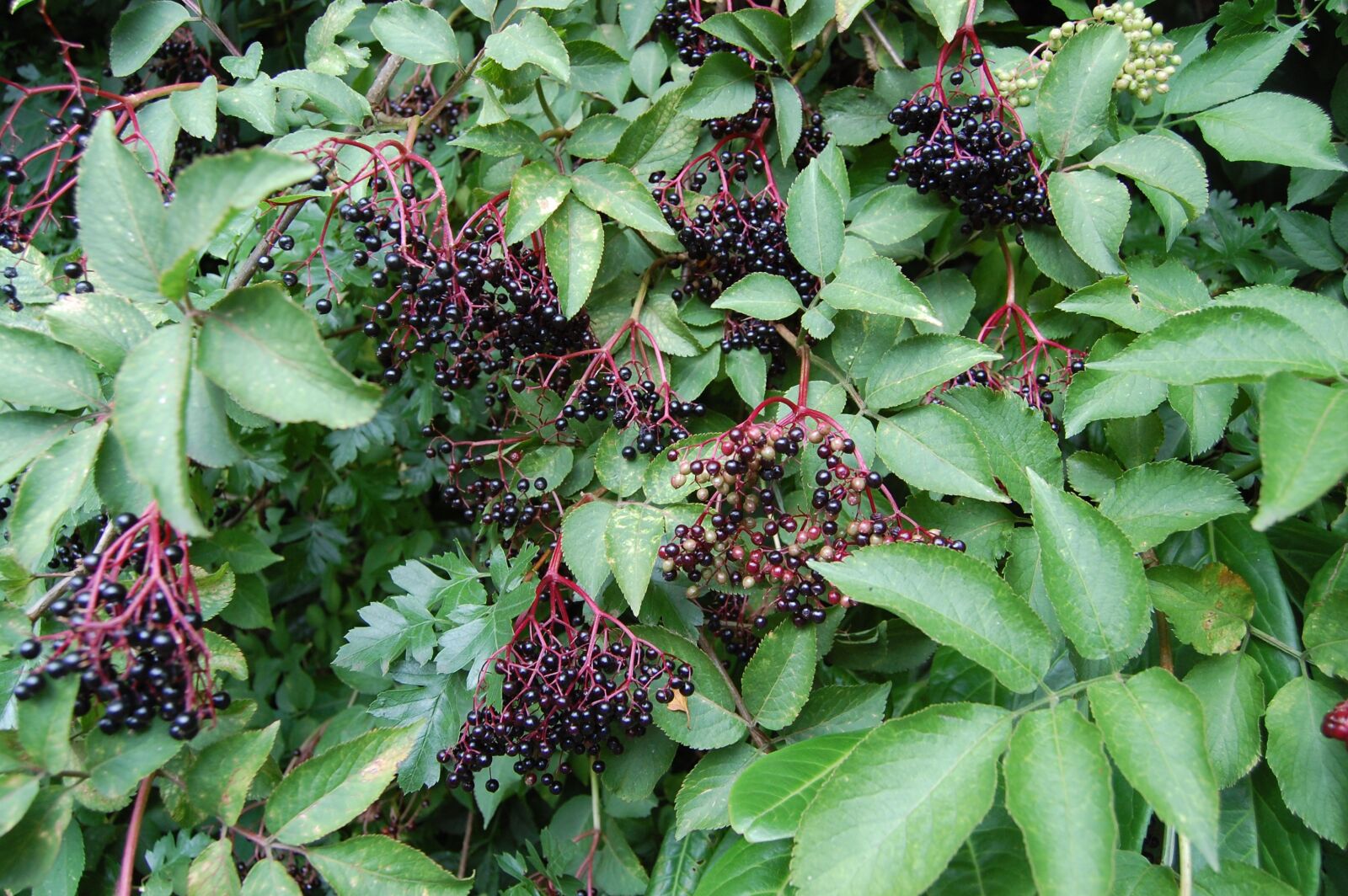 Nikon D40 sample photo. Elderberry, fruit, plant photography
