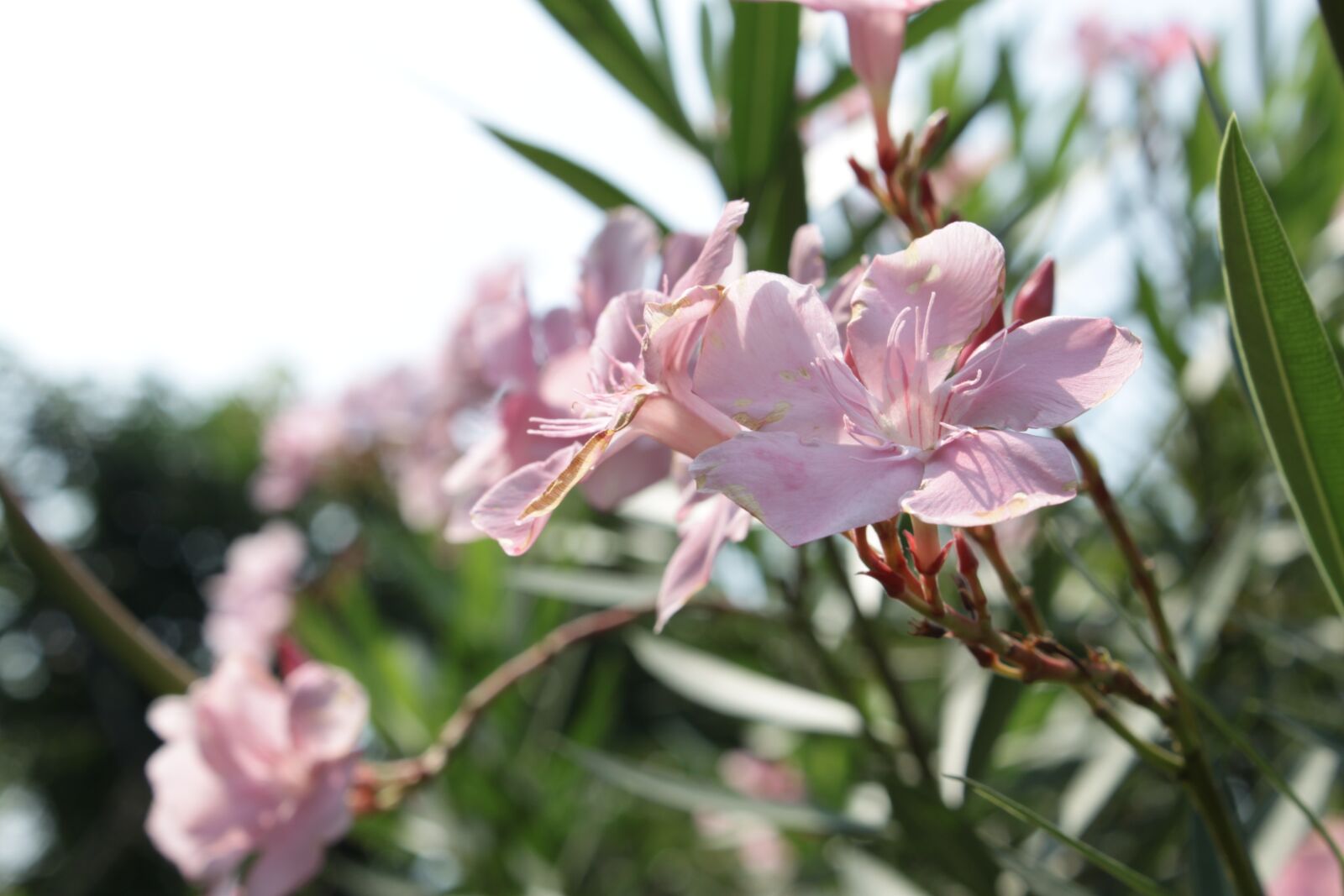 Canon EOS 500D (EOS Rebel T1i / EOS Kiss X3) sample photo. Gorgeous, flowers, plant photography