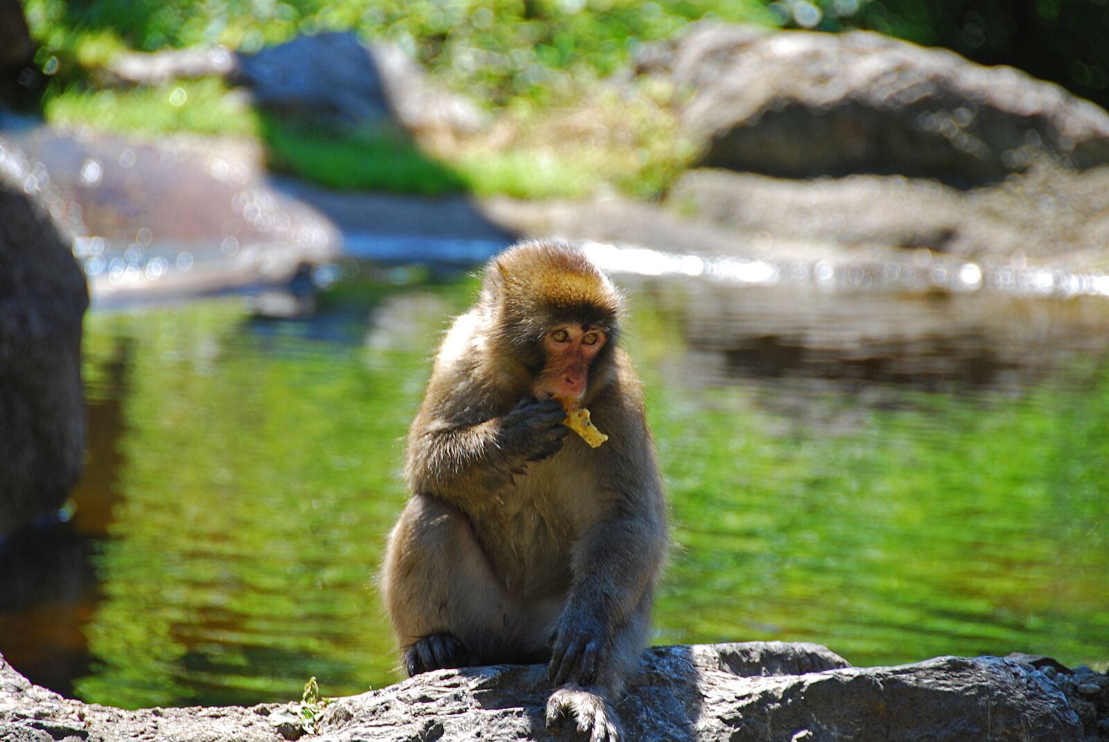 Nikon D80 sample photo. Makake, monkey, primate photography