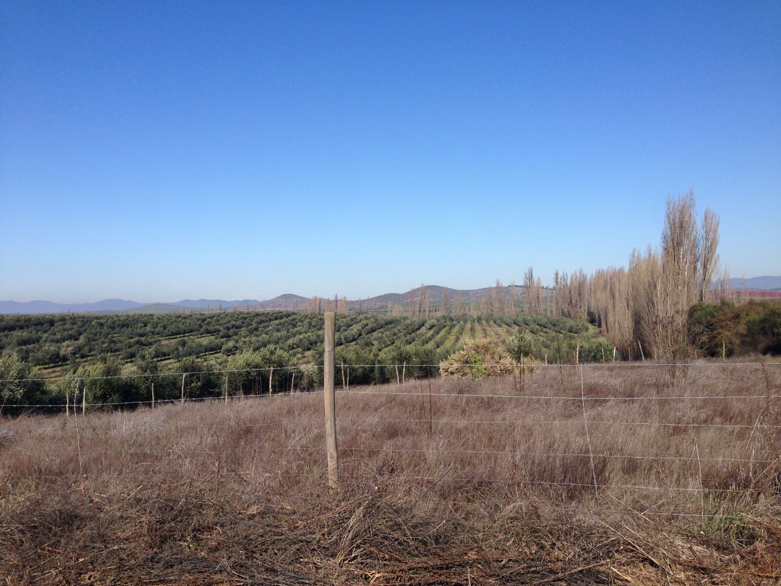 iPhone 5 back camera 4.12mm f/2.4 sample photo. Field, pencahue, planting photography