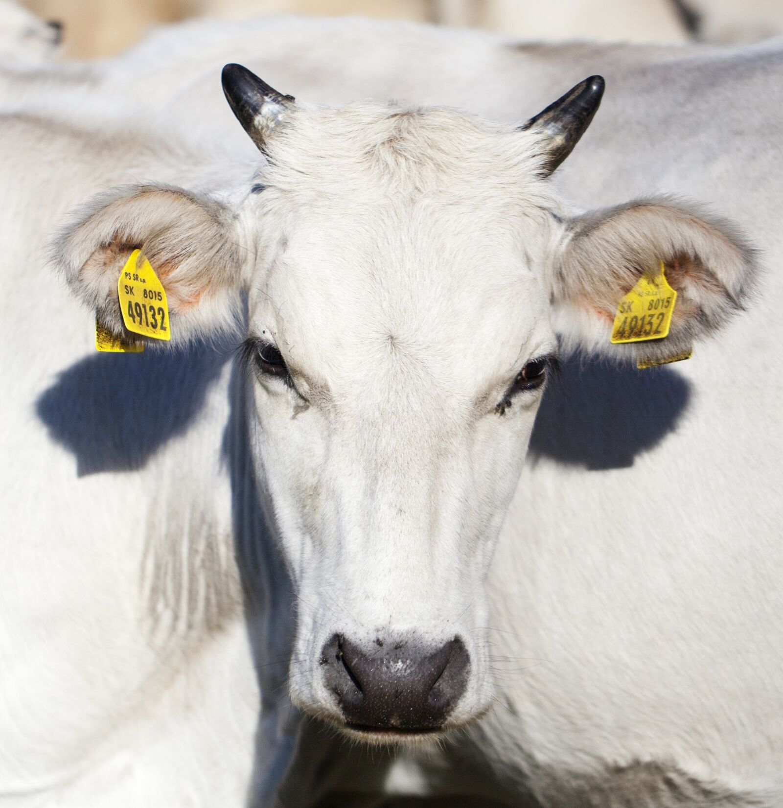 Canon EF 100mm F2.8L Macro IS USM sample photo. Cow, the cows, white photography