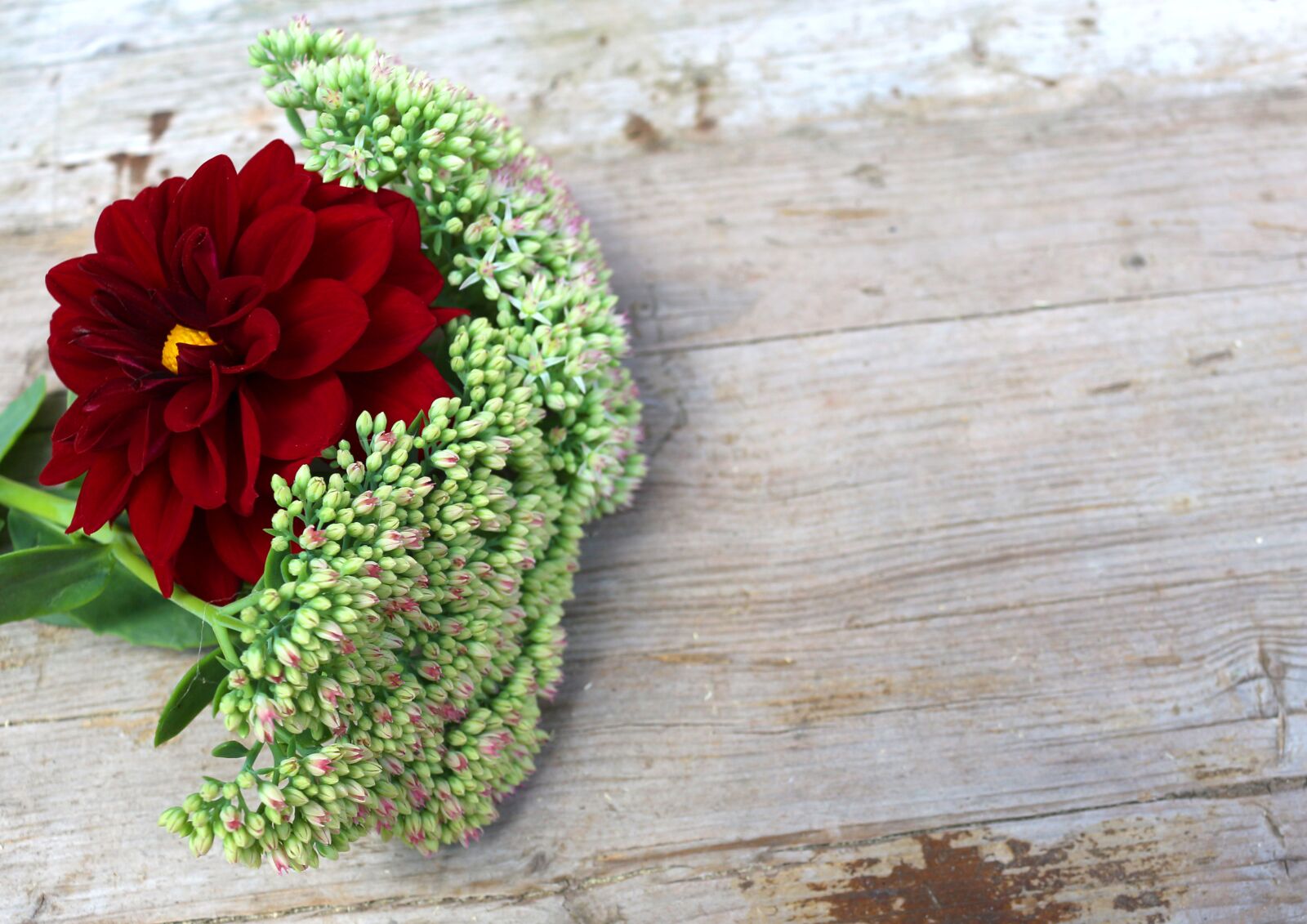 Canon EOS 700D (EOS Rebel T5i / EOS Kiss X7i) sample photo. Dahlia, red flower, fat photography