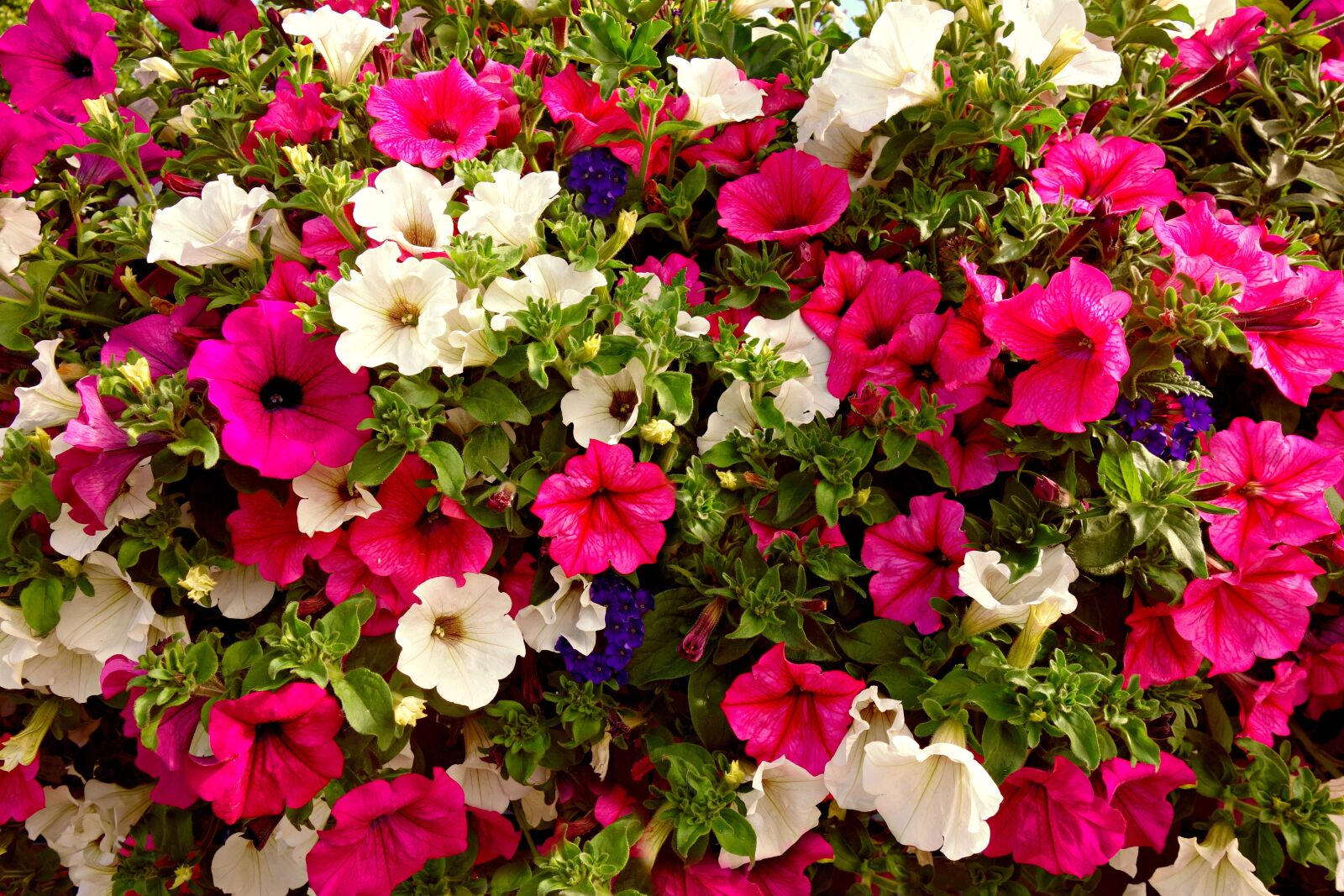 Sony Cyber-shot DSC-RX100 sample photo. Petunia, flower, blooming photography