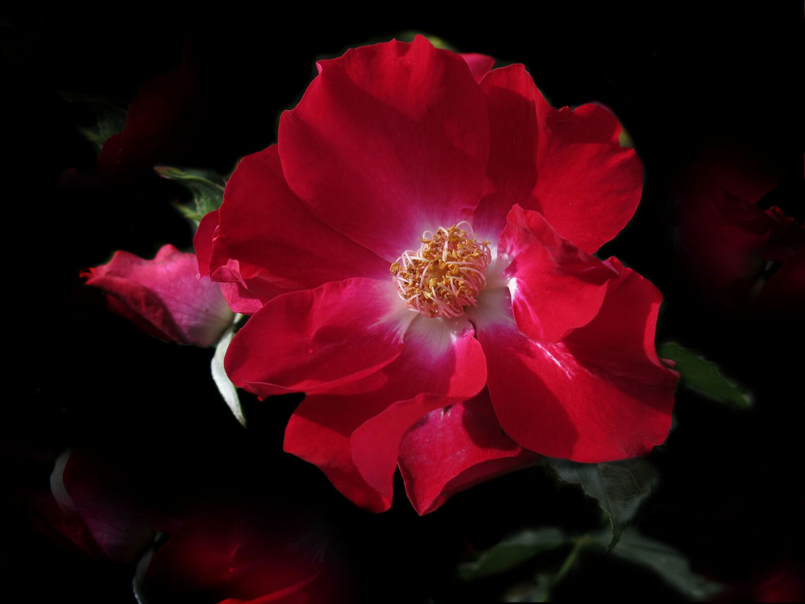 Canon PowerShot G15 sample photo. Red rose, magical, red photography