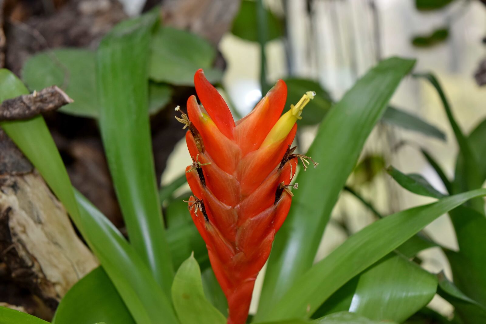 Nikon D5500 sample photo. Pistil, pollen, rain forest photography