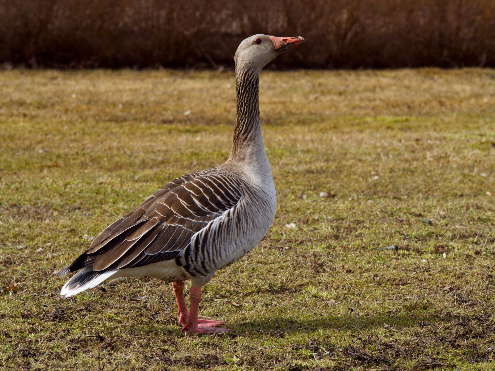 Olympus OM-D E-M10 II sample photo. The birds, wild animals photography
