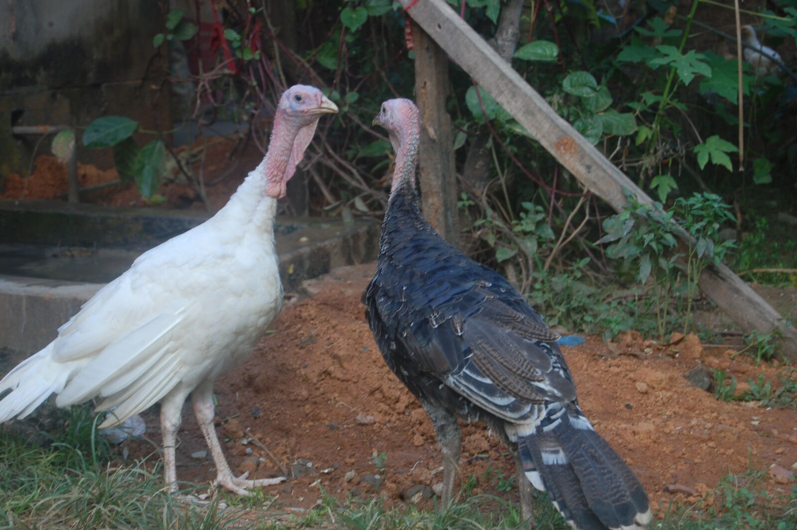Nikon D40 sample photo. Turkey hen, hen, turkey photography