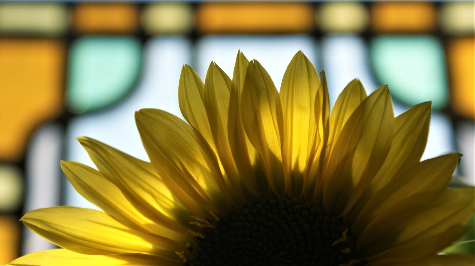 Sony Alpha DSLR-A350 sample photo. Sunflower, petals, stained glass photography