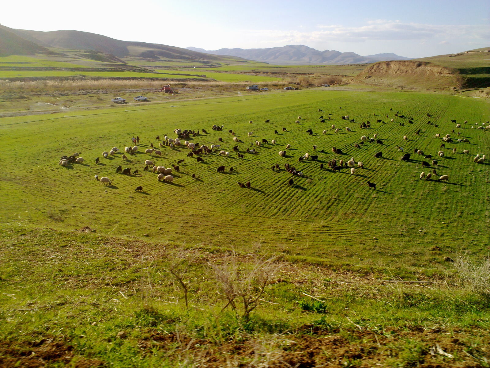 Nokia N86 8MP sample photo. Kurdistan, nature, sheep photography