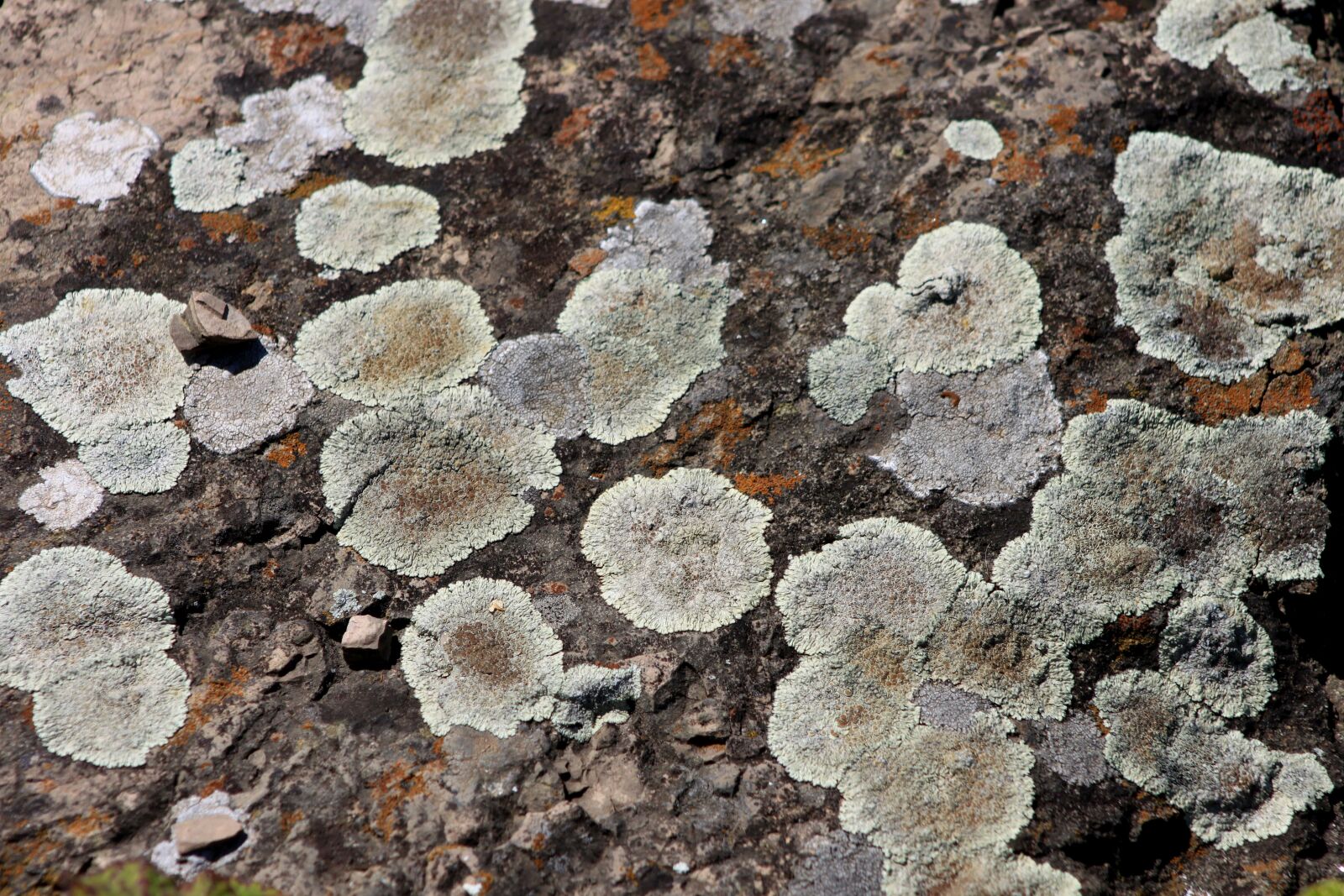 Canon EOS 500D (EOS Rebel T1i / EOS Kiss X3) sample photo. Texture, kennedy, stone photography