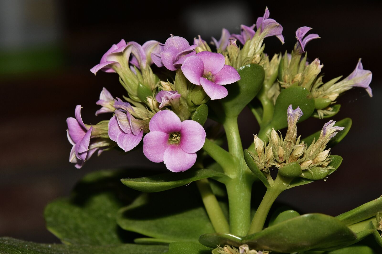 Nikon D3400 sample photo. Plant, nature, no person photography