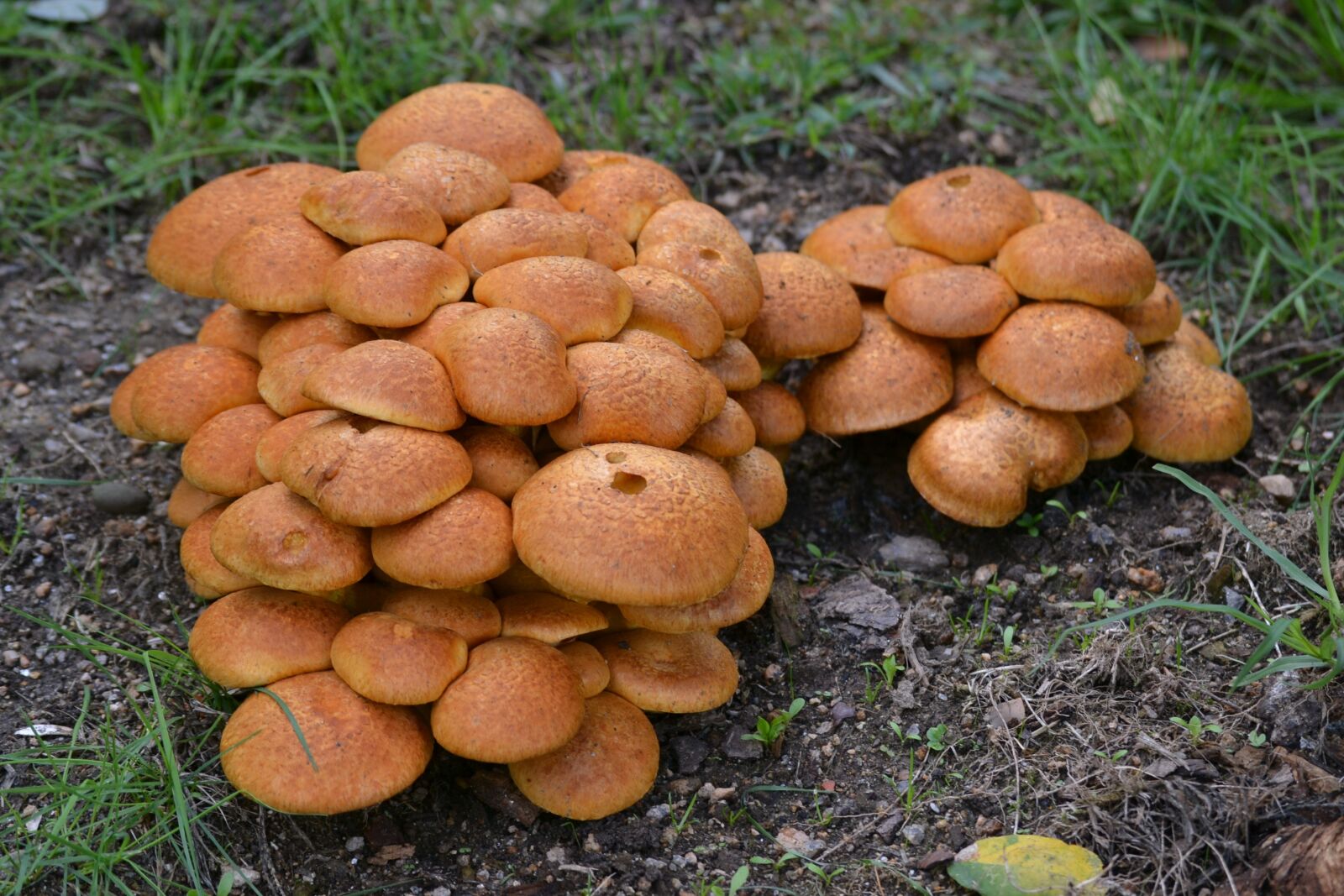 Nikon D3100 sample photo. Mushrooms, fungi, autumn photography