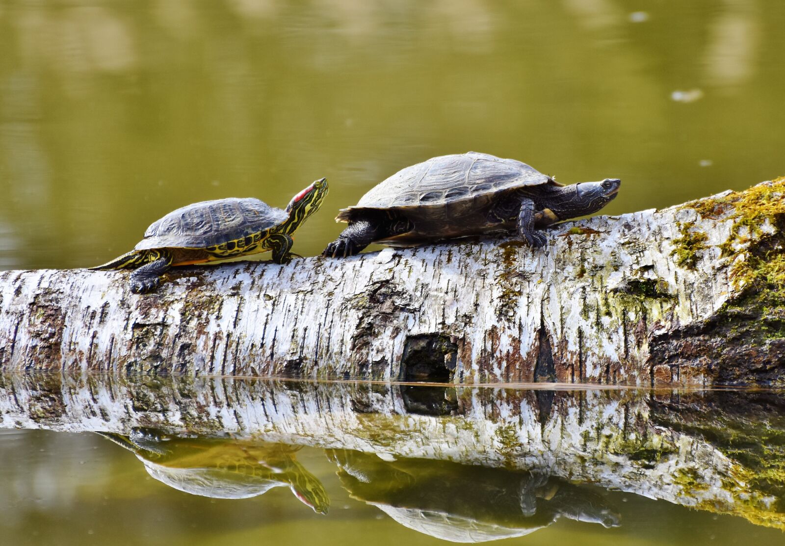Nikon D7200 sample photo. Turtles, reptile, tortoise shell photography