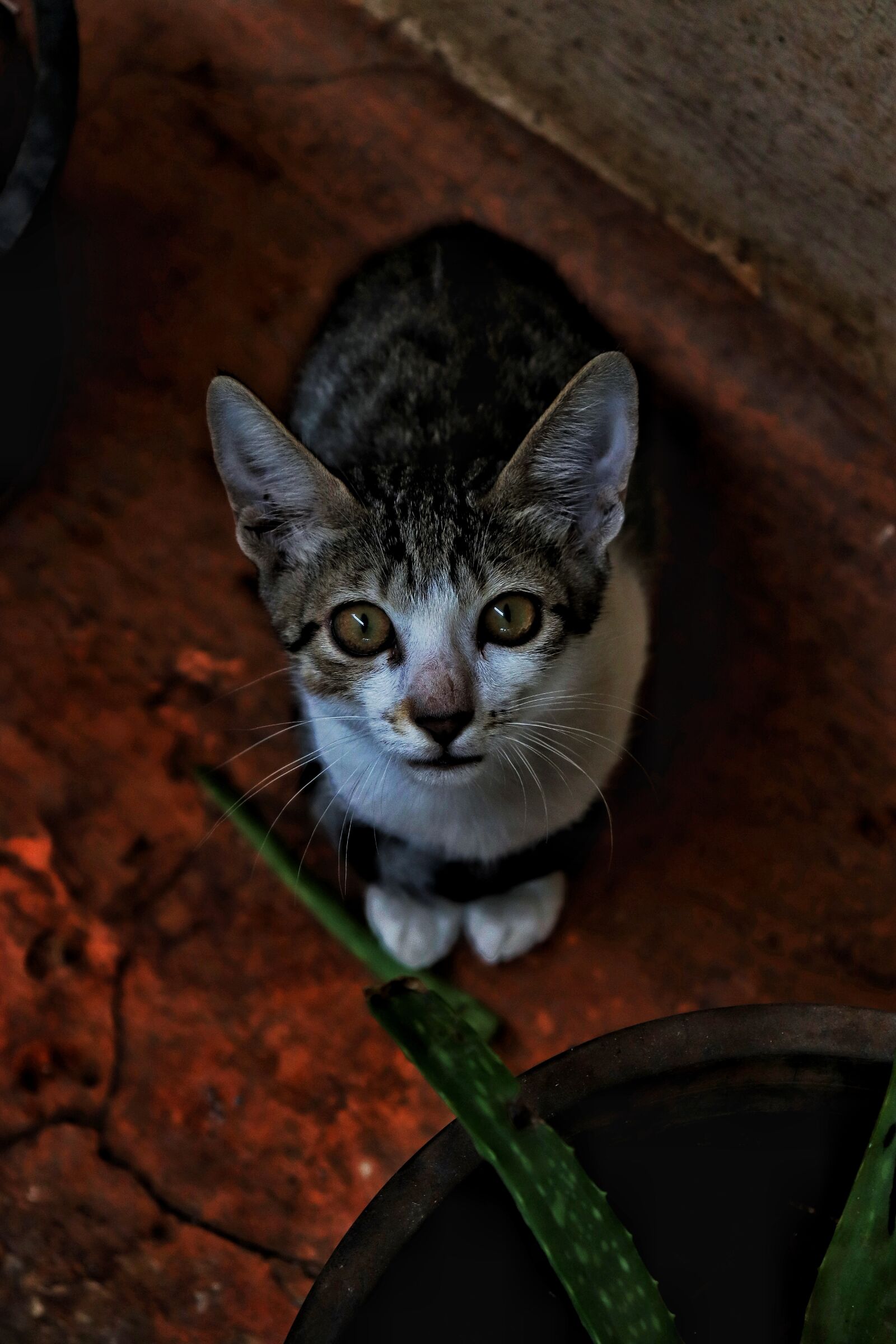 Canon EOS 800D (EOS Rebel T7i / EOS Kiss X9i) sample photo. Cats, cute, bold photography