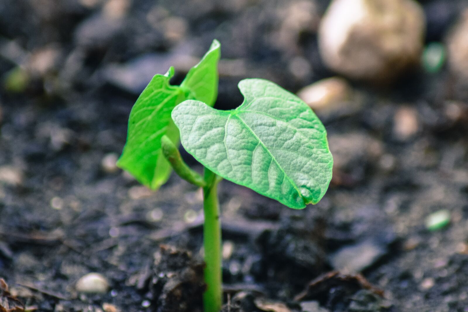 Nikon D5300 sample photo. Bean plant, garden, plug photography