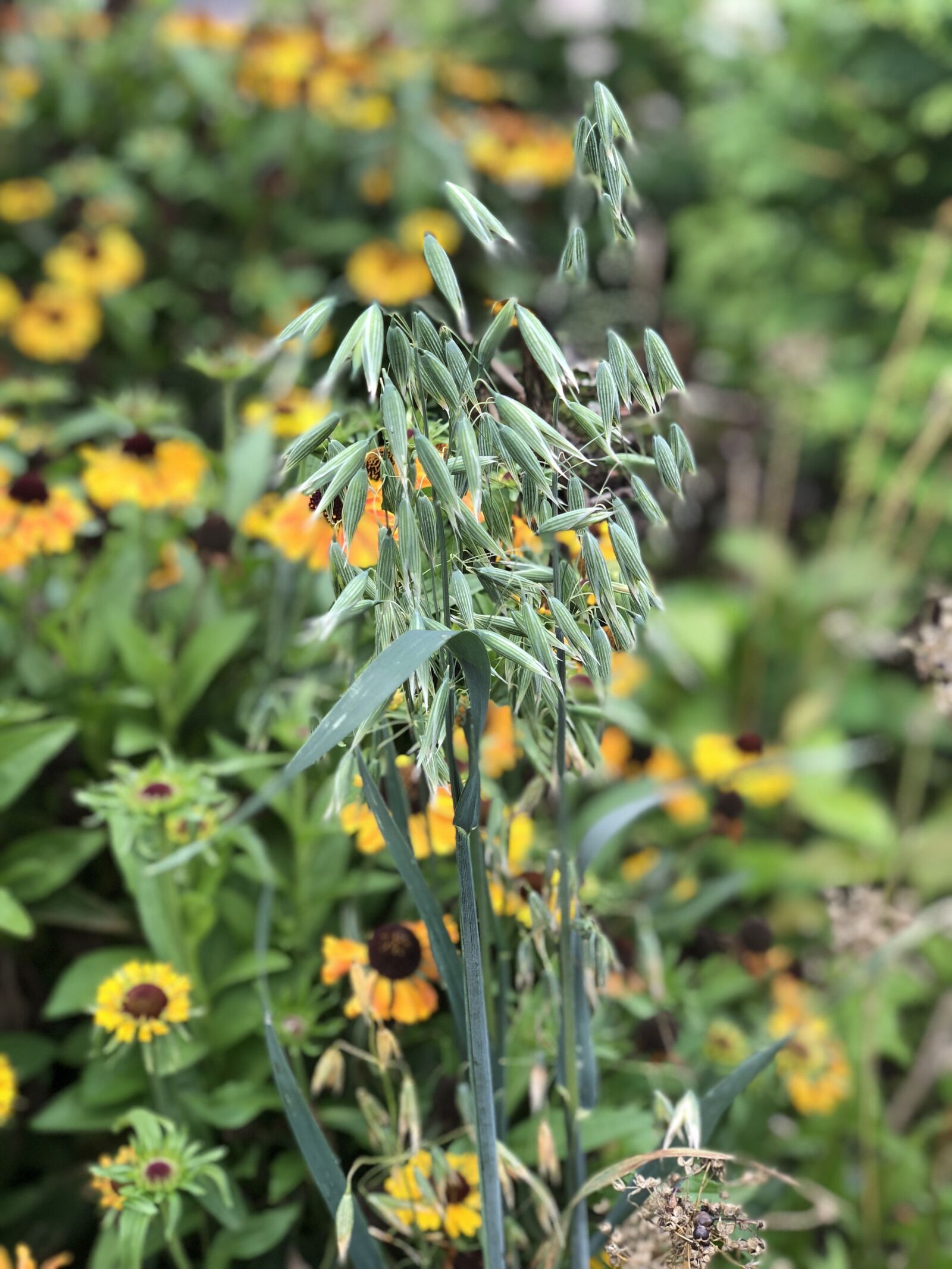 iPhone X back dual camera 6mm f/2.4 sample photo. Oats, oat, summer photography