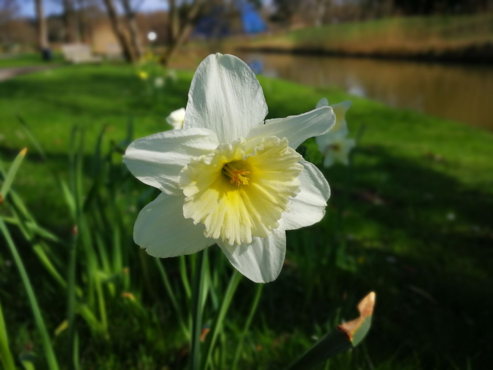 HUAWEI P10 sample photo. Nature, flower, plant photography