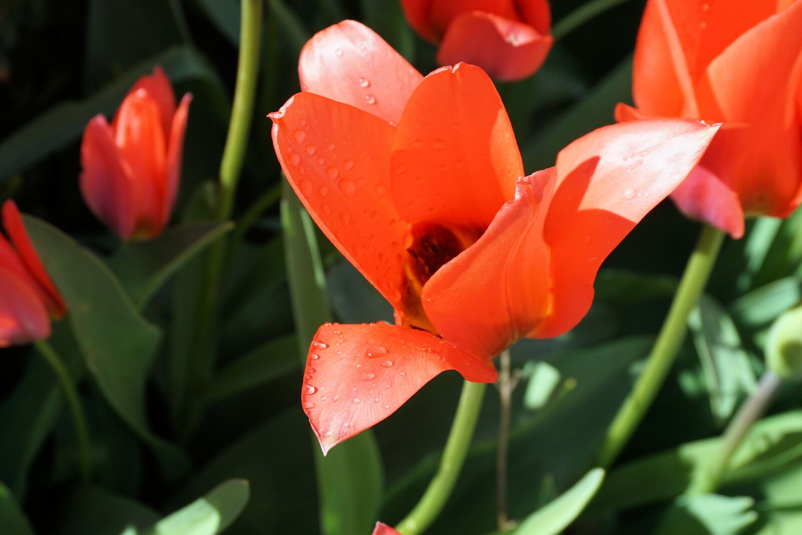 Sony a6000 sample photo. Tulips, flowers, nature photography