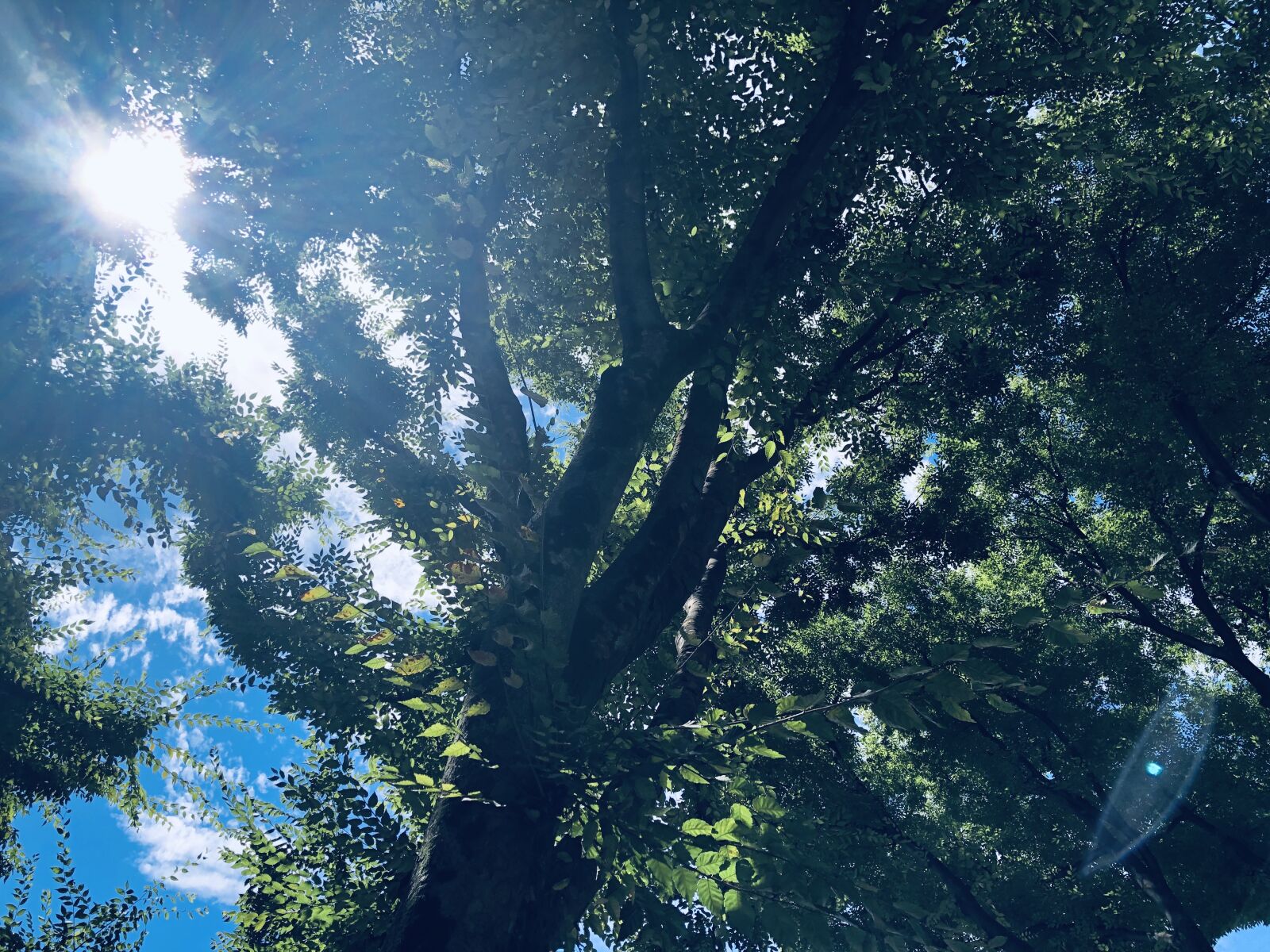 iPhone X back dual camera 4mm f/1.8 sample photo. Wood, sky, sun photography
