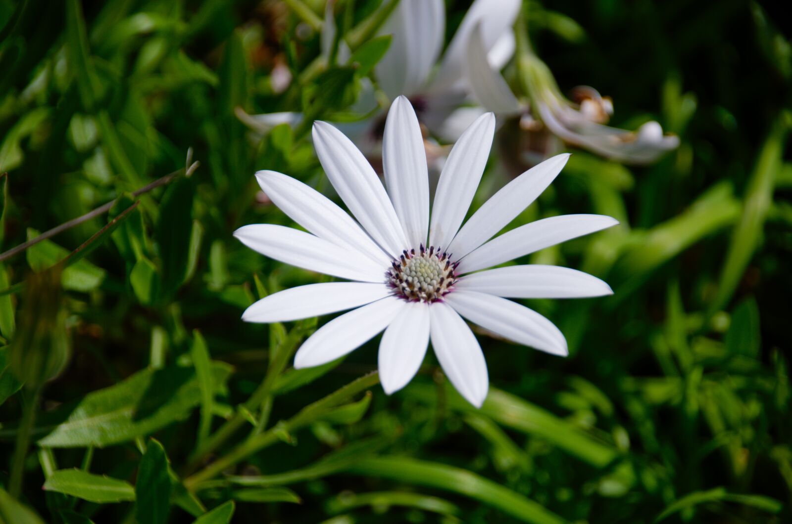 Nikon D5100 sample photo. Basket of cape town photography