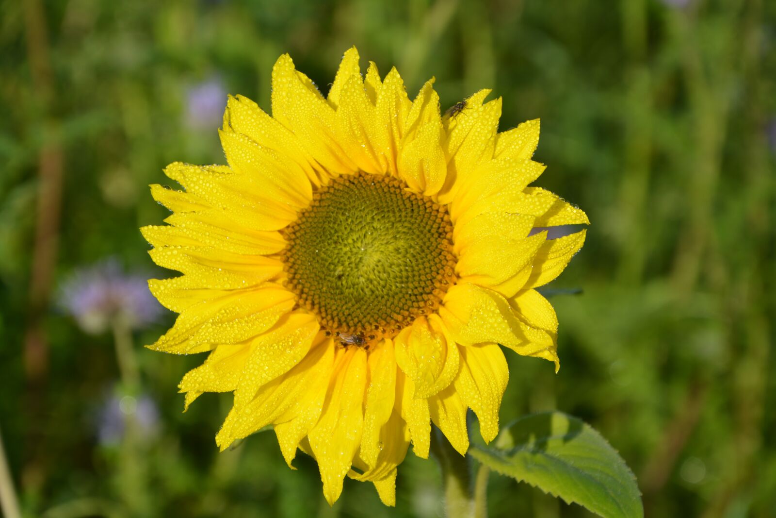 Nikon D5200 sample photo. Flower, flower sunflower, the photography
