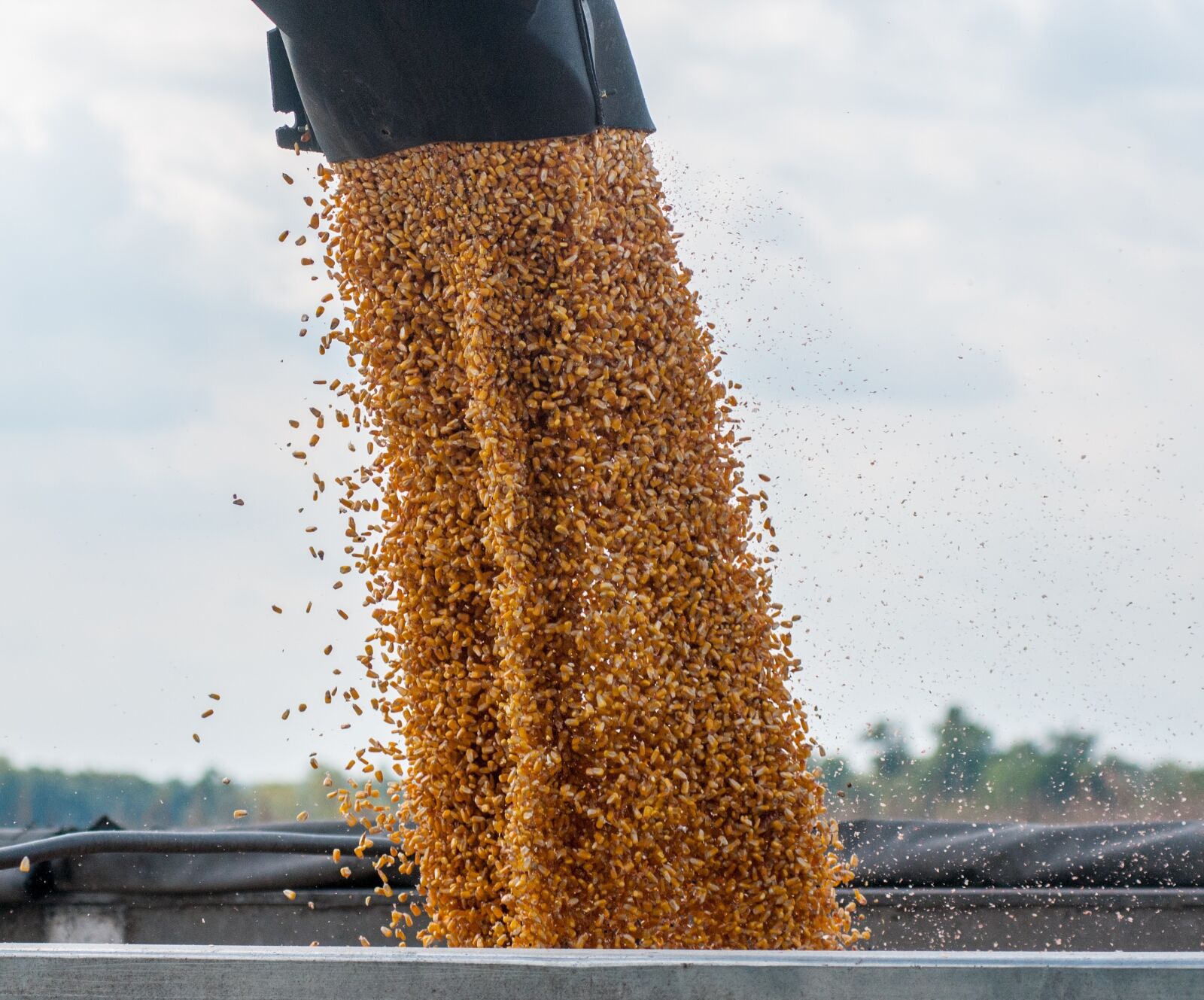 Nikon D300 sample photo. Corn, feed, combine photography