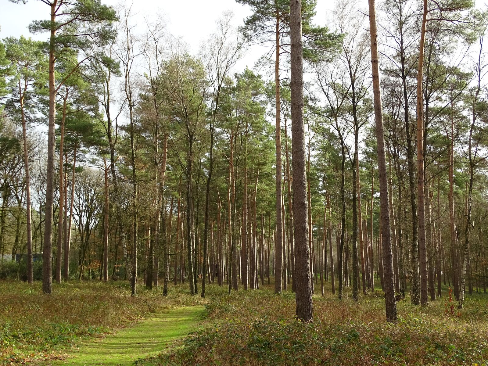 Sony Cyber-shot DSC-HX400V sample photo. Forest, trees, of course photography