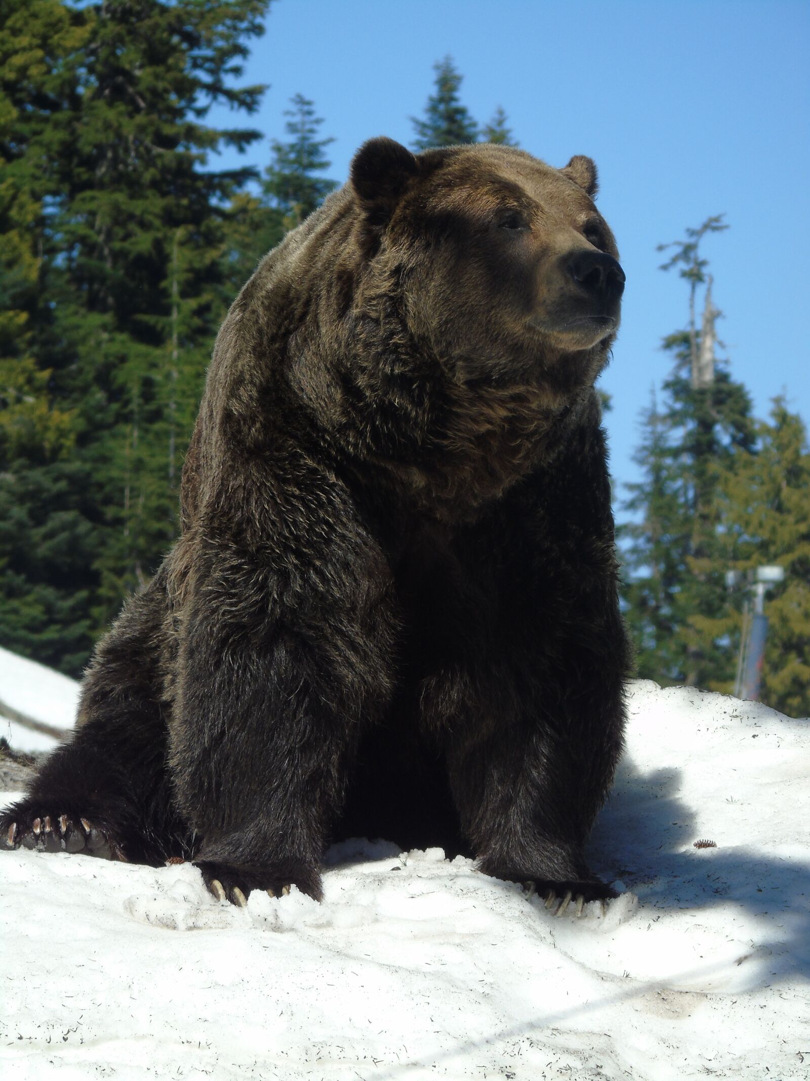 Sony Cyber-shot DSC-H400 sample photo. Animal, bear, canada photography