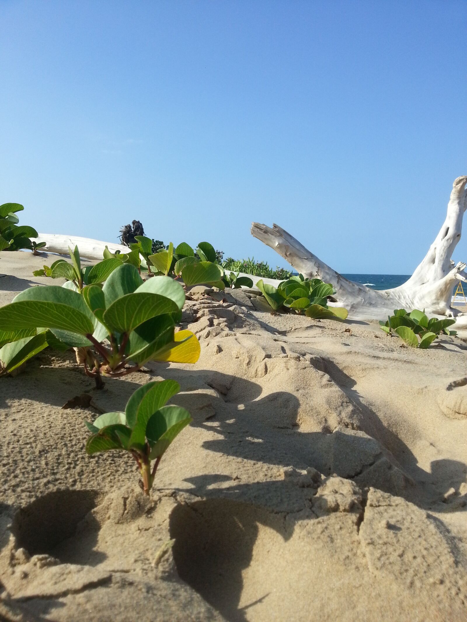 Samsung Galaxy S3 sample photo. Beach, branch, debris photography