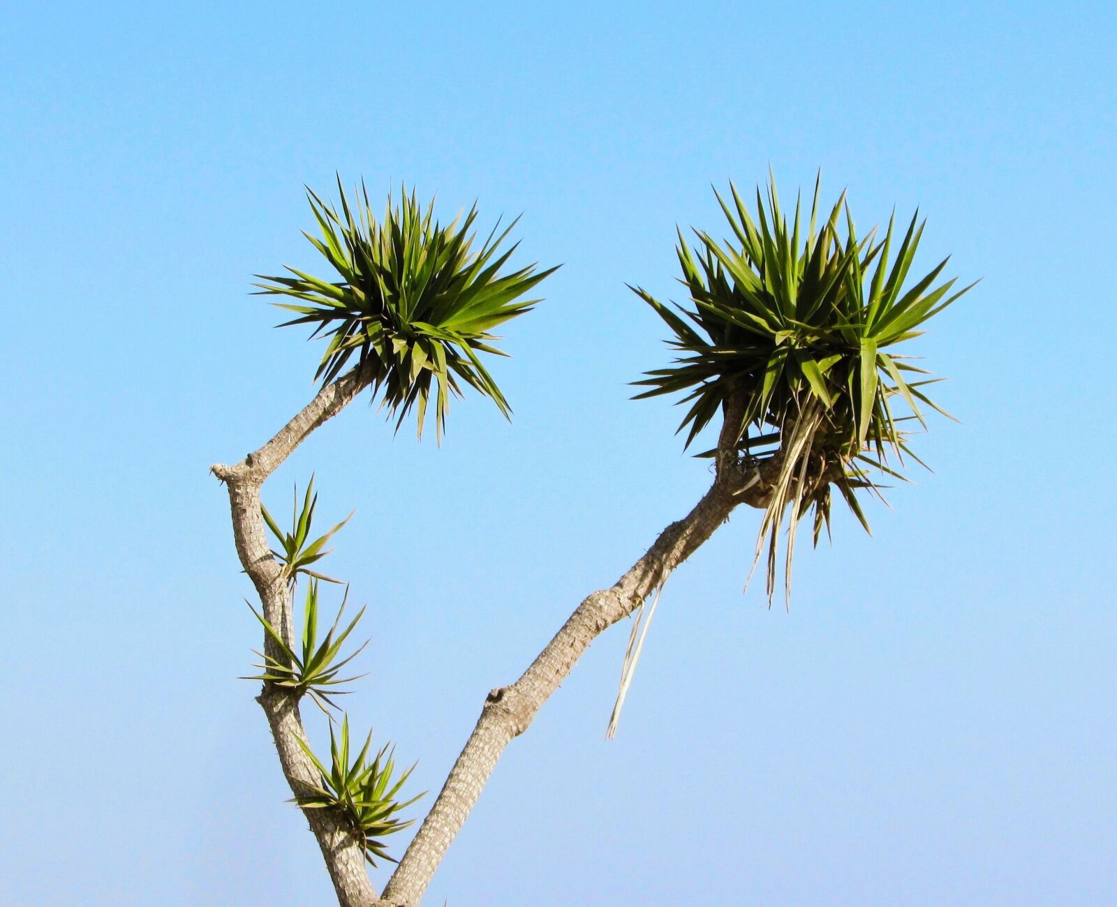 Canon PowerShot SX400 IS sample photo. Cyprus, ayia napa, cactus photography